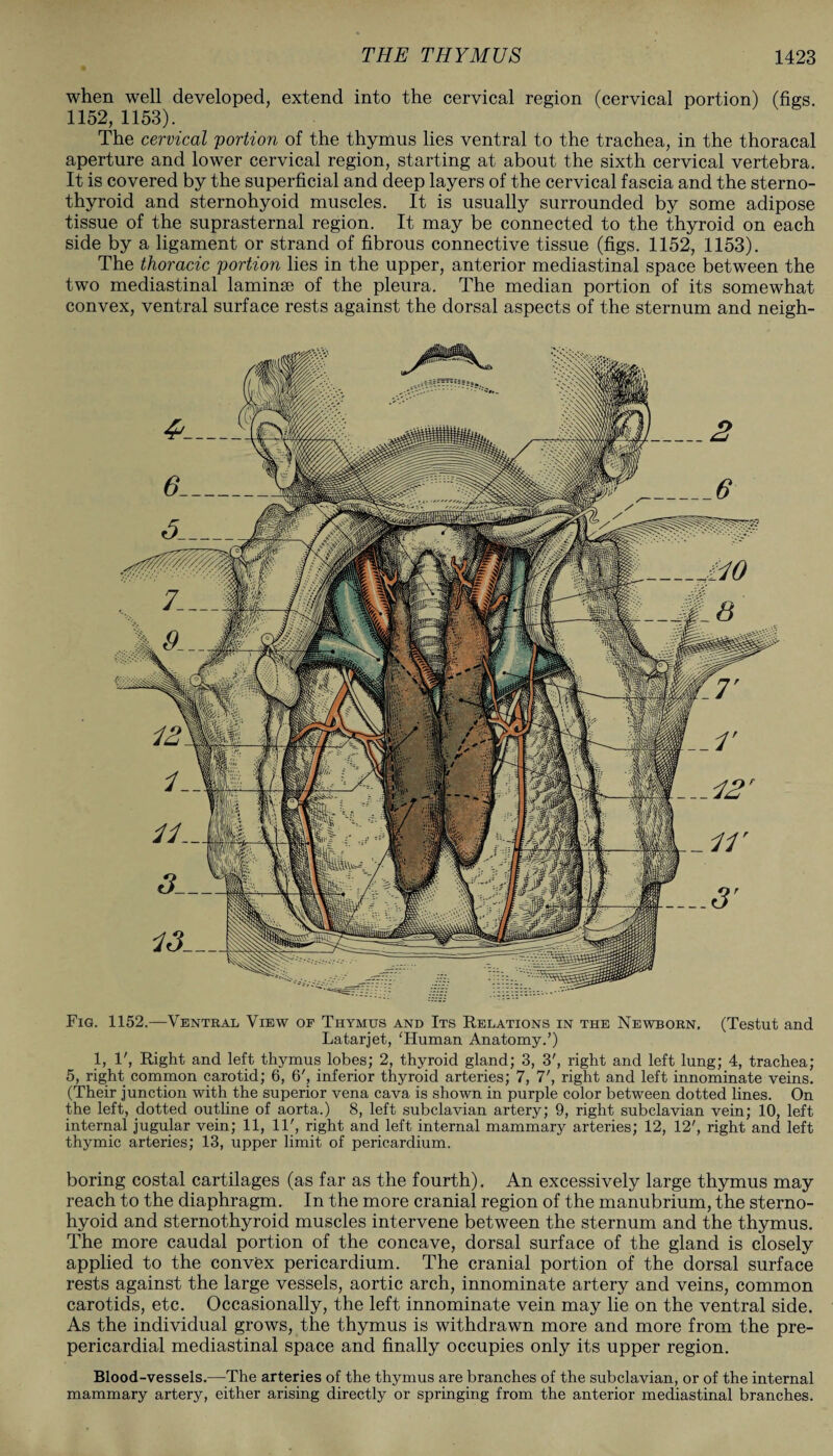 when well developed, extend into the cervical region (cervical portion) (figs. 1152, 1153). The cervical 'portion of the thymns lies ventral to the trachea, in the thoracal aperture and lower cervical region, starting at about the sixth cervical vertebra. It is covered by the superficial and deep layers of the cervical fascia and the sterno¬ thyroid and sternohyoid muscles. It is usually surrounded by some adipose tissue of the suprasternal region. It may be connected to the thyroid on each side by a ligament or strand of fibrous connective tissue (figs. 1152, 1153). The thoracic portion lies in the upper, anterior mediastinal space between the two mediastinal laminae of the pleura. The median portion of its somewhat convex, ventral surface rests against the dorsal aspects of the sternum and neigh- Fig. 1152.—Ventral View of Thymus and Its Relations in the Newborn, (Testut and Latarjet, 'Human Anatomy.’) 1, 1', Right and left thymus lobes; 2, thyroid gland; 3, 3', right and left lung; 4, trachea; 5, right common carotid; 6, 6', inferior thyroid arteries; 7, 7', right and left innominate veins. (Their junction with the superior vena cava is shown in purple color between dotted lines. On the left, dotted outline of aorta.) 8, left subclavian artery; 9, right subclavian vein; 10, left internal jugular vein; 11, 11', right and left internal mammary arteries; 12, 12', right and left thymic arteries; 13, upper limit of pericardium. boring costal cartilages (as far as the fourth). An excessively large thymus may reach to the diaphragm. In the more cranial region of the manubrium, the sterno¬ hyoid and sternothyroid muscles intervene between the sternum and the thymus. The more caudal portion of the concave, dorsal surface of the gland is closely applied to the convex pericardium. The cranial portion of the dorsal surface rests against the large vessels, aortic arch, innominate artery and veins, common carotids, etc. Occasionally, the left innominate vein may lie on the ventral side. As the individual grows, the thymus is withdrawn more and more from the pre¬ pericardial mediastinal space and finally occupies only its upper region. Blood-vessels.—The arteries of the thymus are branches of the subclavian, or of the internal mammary artery, either arising directly or springing from the anterior mediastinal branches.