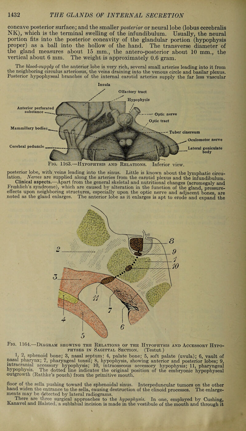 concave posterior surface.; and the smaller posterior or neural lobe (lobus cerebralis NK), which is the terminal swelling of the infundibulum. Usually, the neural portion fits into the posterior concavity of the glandular portion (hypophysis proper) as a ball into the hollow of the hand. The transverse diameter of the gland measures about 15 mm., the antero-posterior about 10 mm., the vertical about 6 mm. The weight is approximately 0.6 gram. The blood-su-pply of the anterior lobe is very rich, several small arteries leading into it from the neighboring circulus arteriosus, the veins draining into the venous circle and basilar plexus. Posterior hypophyseal branches of the internal carotid arteries supply the far less vascular Insula Anterior perforated substance Mammillary bodies Cerebral peduncle _ Optic nerve Optic tract Tuber cinereum Oculomotor nerve Lateral geniculate body Fig. 1163.—Hypophysis and Relations. Inferior view. Olfactory tract Hypophysis posterior lobe, with veins leading into the sinus. Little is known about the lymphatic circu¬ lation. Nerves are supplied along the arteries from the carotid plexus and the infundibulum. Clinical aspects.—Apart from the general skeletal and nutritional changes (acromegaly and Frcehlich’s syndrome), which are caused by alteration in the function of the gland, pressure- effects upon neighboring structures, especially upon the optic nerve and adjacent bones, are noted as the gland enlarges. The anterior lobe as it enlarges is apt to erode and expand the Fig. 1164.—Diagram showing the Relations of the Hypophysis and Accessory Hypo¬ physes in Sagittal Section. (Testut.) 1, 2, sphenoid bone; 3, nasal septum: 4, palate bone; 5, soft palate (uvula); 6, vault of nasal pharynx; 7, pharyngeal tonsil; 8, hypophysis, showing anterior and posterior lobes; 9, intracranial accessory hypophysis; 10, intraosseous accessory hypophysis; 11, pharyngeal hypophysis. The dotted line indicates the original position of the embryonic hypophyseal outgrowth (Rathke’s pouch) from the primitive mouth. floor of the sella pushing toward the sphenoidal sinus. Interpeduncular tumors on the other hand widen the entrance to the sella, causing destruction of the clinoid processes. The enlarge¬ ments may be detected by lateral radiograms. There are three surgical approaches to the hypophysis. In one, employed by Cushing, Kanavel and Halsted. a sublabial incision is made in the vestibule of the mouth and through it