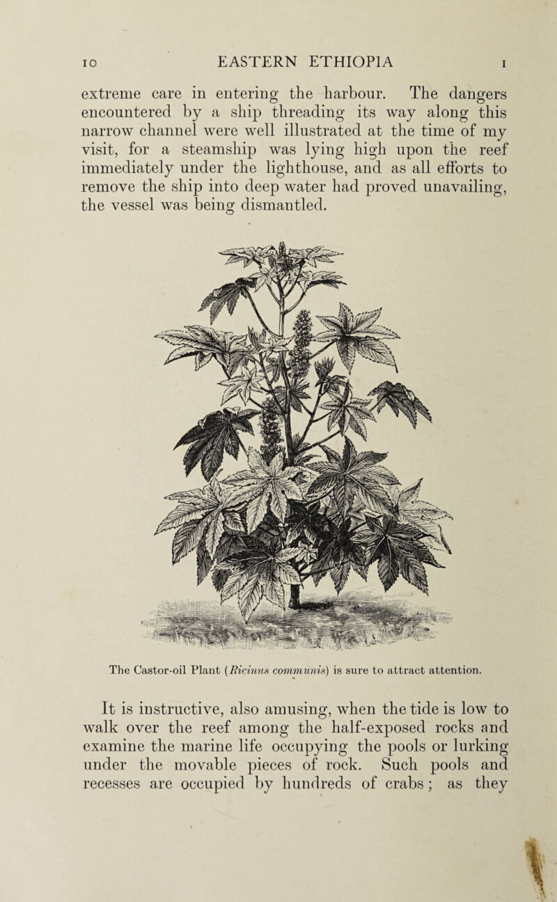 extreme care in entering the harbour. The dangers encountered by a ship threading its way along this narrow channel were well illustrated at the time of my visit, for a steamship was lying high upon the reef immediately under the lighthouse, and as all efforts to remove the ship into deep water had proved unavailing, the vessel was benrn dismantled. O The Castor-oil Plant (Ricinus communis) is sure to attract attention. It is instructive, also amusing, when the tide is low to walk over the reef among the half-exposed rocks and examine the marine life occupying the pools or lurking under the movable pieces of rock. Such pools and recesses are occupied by hundreds of crabs; as they