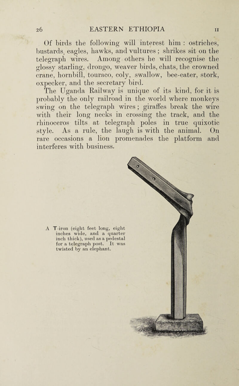 Of birds the following will interest him : ostriches, bustards, eagles, hawks, and vultures ; shrikes sit on the telegraph wires. Among others he will recognise the glossy starling, drongo, weaver birds, chats, the crowned crane, hornbill, touraco, coly, swallow, bee-eater, stork, oxpecker, and the secretary bird. The Uganda Railway is unique of its kind, for it is probably the only railroad in the world where monkeys swing on the telegraph wires ; giraffes break the wire with their long necks in crossing the track, and the rhinoceros tilts at telegraph poles in true quixotic style. As a rule, the laugh is with the animal. On rare occasions a lion promenades the platform and interferes with business. A T-iron (eight feet long, eight inches wide, and a quarter inch thick), used as a pedestal for a telegraph post. It was twisted by an elephant.