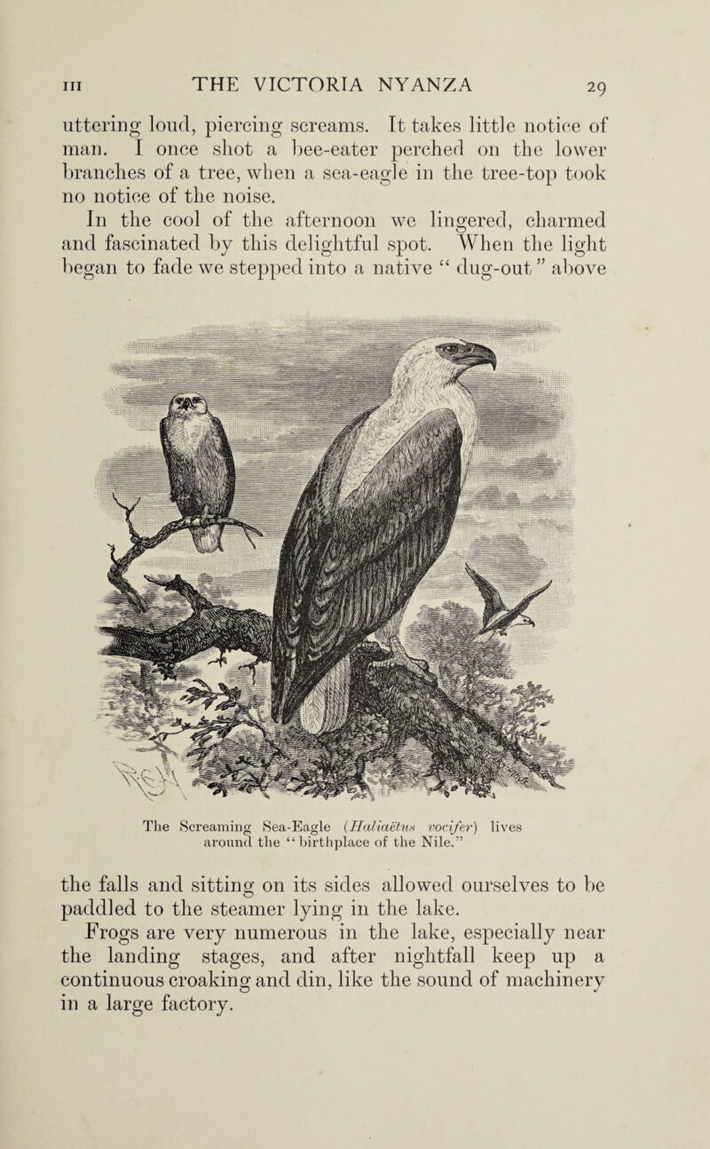 uttering loud, piercing screams. It takes little notice of man. I once shot a bee-eater perched on the lower branches of a tree, when a sea-eagle in the tree-top took no notice of the noise. In the cool of the afternoon we lingered, charmed and fascinated by this delightful spot. When the light began to fade we stepped into a native “ dug-out” above The Screaming Sea-Eagle (Haliaetus vocifer) lives around the “birthplace of the Nile.” the falls and sitting on its sides allowed ourselves to be paddled to the steamer lying in the lake. Frogs are very numerous in the lake, especially near the landing stages, and after nightfall keep up a continuous croaking and din, like the sound of machinery in a large factory.