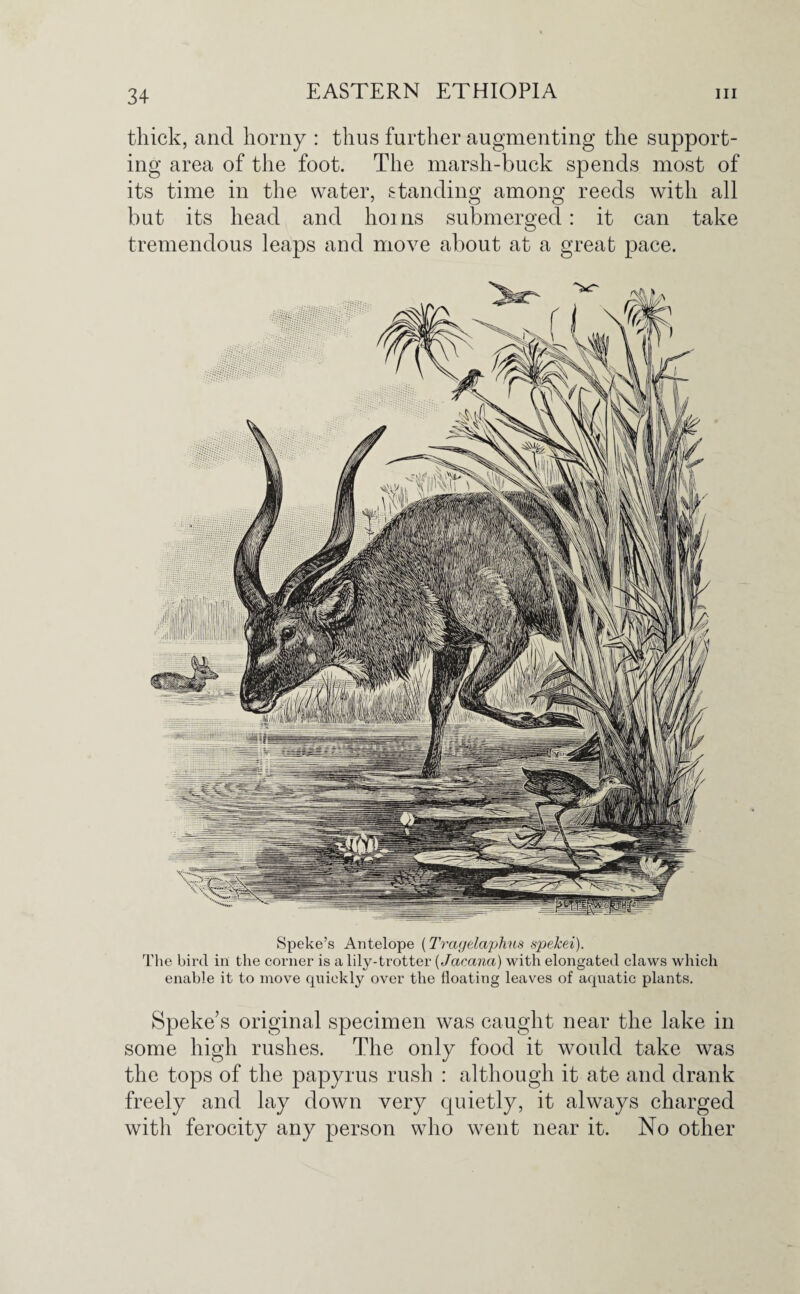 thick, and horny : thus further augmenting the support¬ ing area of the foot. The marsh-buck spends most of its time in the water, standing among reeds with all but its head and horns submerged: it can take tremendous leaps and move about at a great pace. Speke’s Antelope (Tragelaphus spekei). The bird in the corner is a lily-trotter (Jacana) with elongated claws which enable it to move quickly over the floating leaves of aquatic plants. Speke’s original specimen was caught near the lake in some high rushes. The only food it would take was the tops of the papyrus rush : although it ate and drank freely and lay down very quietly, it always charged with ferocity any person who went near it. No other