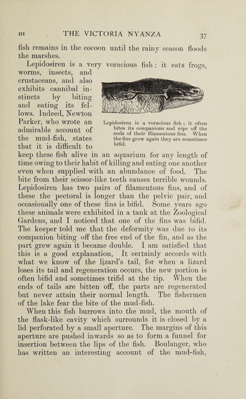 fish remains in the cocoon until the rainy season floods the marshes. Lepidosiren is a very voracious fish : it eats frogs, worms, insects, and crustaceans, and also exhibits cannibal in¬ stincts by biting and eating its fel¬ lows. Indeed, Newton Parker, who wrote an admirable account of the mud-fish, states that it is difficult to keep these fish alive in an aquarium for any length of time owing to their habit of killing and eating one another even when supplied with an abundance of food. The bite from their scissor-like teeth causes terrible wounds. Lepidosiren has two pairs of filamentous fins, and of these the pectoral is longer than the pelvic pair, and occasionally one of these fins is bifid. Some years ago these animals were exhibited in a tank at the Zoological O Gardens, and I noticed that one of the fins was bifid. The keeper told me that the deformity was due to its companion biting off the free end of the fin, and as the part grew again it became double. I am satisfied that this is a good explanation. It certainly accords with what we know of the lizard’s tail, for when a lizard loses its tail and regeneration occurs, the new portion is often bifid and sometimes trifid at the tip. When the ends of tails are bitten off, the parts are regenerated but never attain their normal length. The fishermen of the lake fear the bite of the mud-fish. When this fish burrows into the mud, the mouth of the flask-like cavity which surrounds it is closed by a lid perforated by a small aperture. The margins of this aperture are pushed inwards so as to form a funnel for insertion between the lips of the fish. Boulanger, who has written an interesting account of the mud-fish, Lepidosiren is a voracious fish ; it often bites its companions and nips off the ends of their filamentous fins. When the fins grow again they are sometimes bifid.