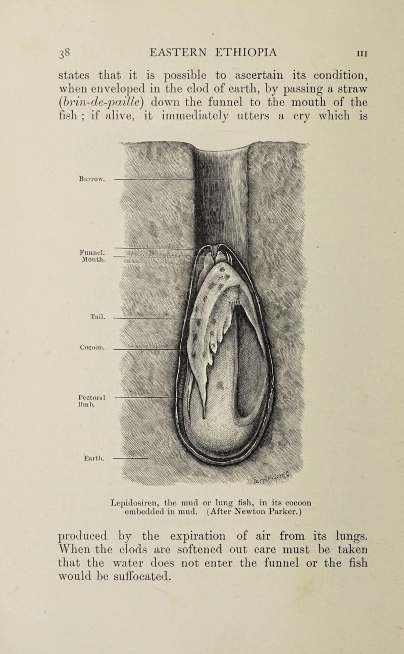 states that it is possible to ascertain its condition, when enveloped in the clod of earth, by passing a straw (brin-de-paille) down the funnel to the mouth of the fish ; if alive, it immediately utters a cry which is Bin row. Funnel. Mouth. Tail. Cocoon. Pectoral limb. Earth. Lepidosiren, the mud or lung fish, in its cocoon embedded in mud. (After Newton Parker.) produced by the expiration of air from its lungs. When the clods are softened out care must be taken that the water does not enter the funnel or the fish would be suffocated.