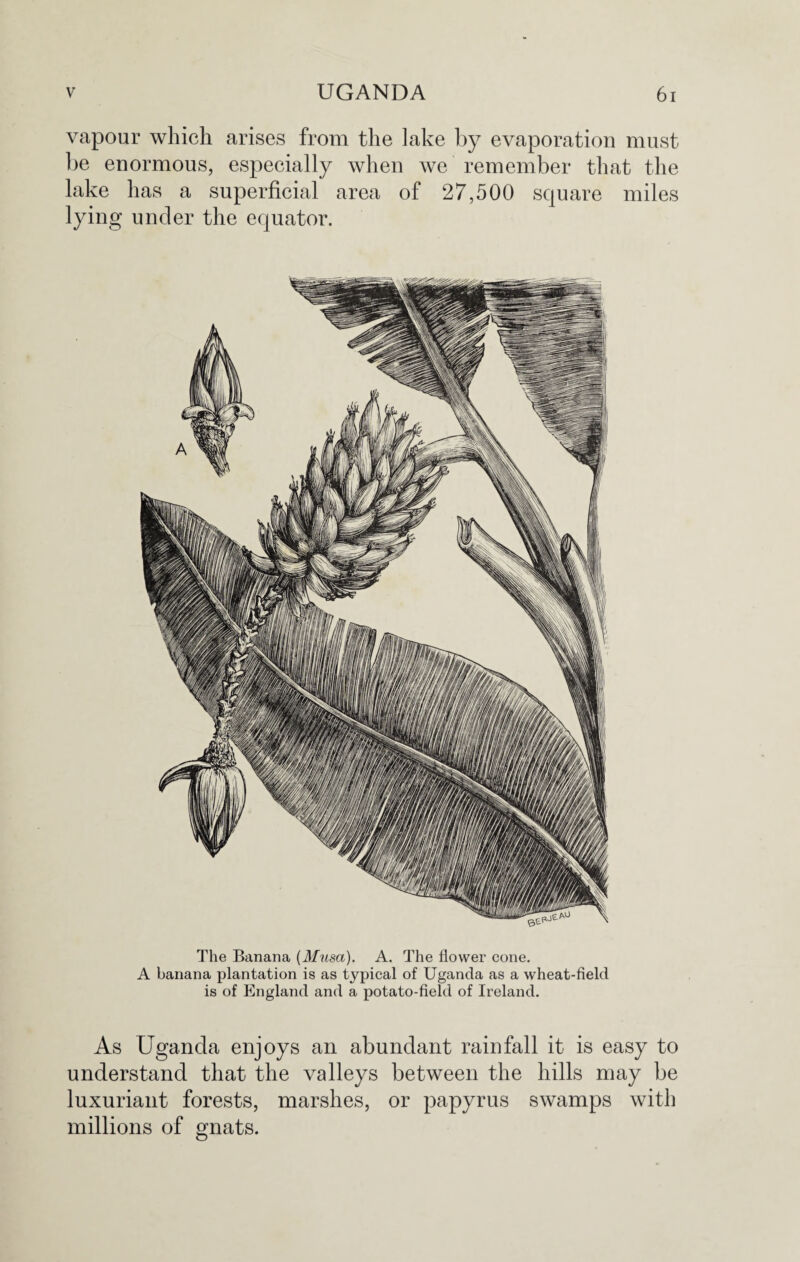 vapour which arises from the lake by evaporation must be enormous, especially when we remember that the lake has a superficial area of 27,500 square miles lying under the equator. The Banana (Musa). A. The flower cone. A banana plantation is as typical of Uganda as a wheat-field is of England and a potato-field of Ireland. As Uganda enjoys an abundant rainfall it is easy to understand that the valleys between the hills may be luxuriant forests, marshes, or papyrus swamps with millions of gnats.