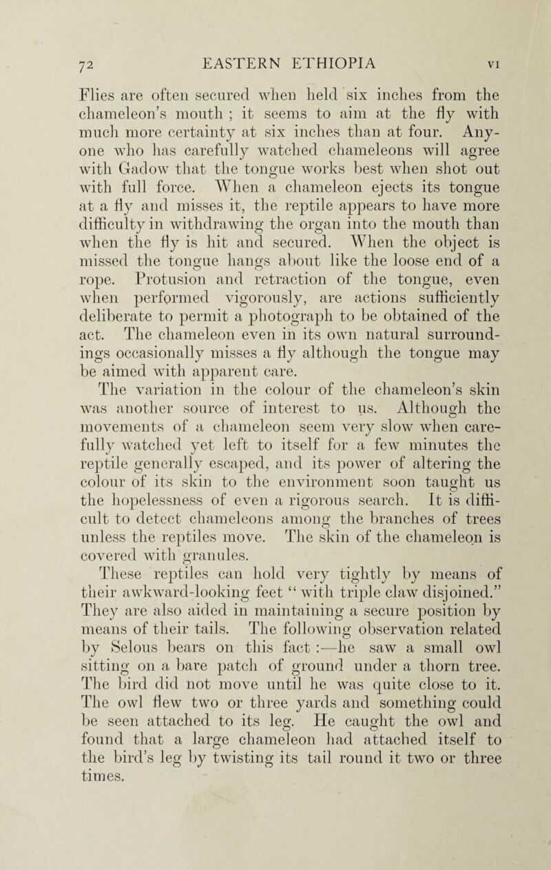 Flies are often secured when held six inches from the chameleon’s mouth ; it seems to aim at the fly with much more certainty at six inches than at four. Any¬ one who has carefully watched chameleons will agree with Gadow that the tongue works best when shot out with full force. When a chameleon ejects its tongue at a fly and misses it, the reptile appears to have more difficulty in withdrawing the organ into the mouth than when the fly is hit and secured. When the object is missed the tongue harms about like the loose end of a rope. Profusion and retraction of the tongue, even when performed vigorously, are actions sufficiently deliberate to permit a photograph to be obtained of the act. The chameleon even in its own natural surround¬ ings occasionally misses a fly although the tongue may be aimed with apparent care. The variation in the colour of the chameleon’s skin was another source of interest to us. Although the movements of a chameleon seem very slow when care¬ fully watched yet left to itself for a few minutes the reptile generally escaped, and its power of altering the colour of its skin to the environment soon taught us the hopelessness of even a rigorous search. It is diffi¬ cult to detect chameleons among the branches of trees unless the reptiles move. The skin of the chameleon is covered with granules. These reptiles can hold very tightly by means of their awkward-looking feet “ with triple claw disjoined.” They are also aided in maintaining a secure position by means of their tails. The following observation related by Selous bears on this fact :—he saw a small owl sitting on a bare patch of ground under a thorn tree. The bird did not move until he was quite close to it. The owl flew two or three yards and something could be seen attached to its leg. He caught the owl and found that a large chameleon had attached itself to the bird’s leg by twisting its tail round it two or three times.