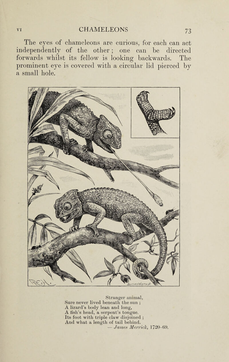 The eyes of chameleons are curious, for each can act independently of the other; one can be directed forwards whilst its fellow is looking backwards. The prominent eye is covered with a circular lid pierced by a small hole. Stranger animal, Sure never lived beneath the sun ; A lizard’s body lean and long, A tish’s head, a serpent’s tongue. Its foot with triple claw disjoined ; And what a length of tail behind. — James Merrick, 1720-69,