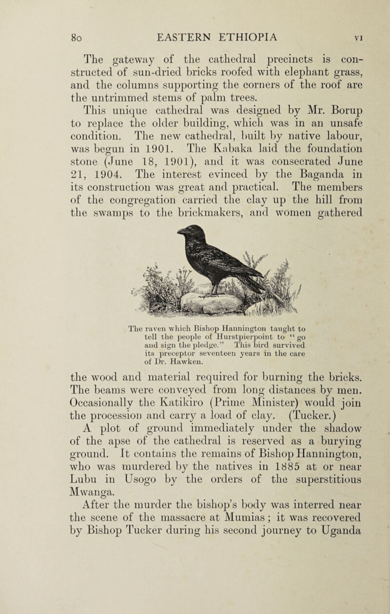 The gateway of the cathedral precincts is con¬ structed of sun-dried bricks roofed with elephant grass, and the columns supporting the corners of the roof are the untrimmed stems of palm trees. This unique cathedral was designed by Mr. Borup to replace the older building, which was in an unsafe condition. The new cathedral, built by native labour, was begun in 1901. The Kabaka laid the foundation stone (June 18, 1901), and it was consecrated June 21, 1904. The interest evinced by the Baganda in its construction was great and practical. The members of the congregation carried the clay up the hill from the swamps to the brickmakers, and women gathered The raven which Bishop Hannington taught to tell the people of Hurstpierpoint to “ go and sign the pledge.” This bird survived its preceptor seventeen years in the care of Dr. Hawken. the wood and material required for burning the bricks. The beams were conveyed from long distances by men. Occasionally the Ivatikiro (Prime Minister) would join the procession and carry a load of clay. (Tucker.) A plot of ground immediately under the shadow of the apse of the cathedral is reserved as a burying ground. It contains the remains of Bishop Hannington, who was murdered by the natives in 1885 at or near Lubu in Usogo by the orders of the superstitious Mwanga. After the murder the bishop's body was interred near the scene of the massacre at Mumias; it was recovered by Bishop Tucker during his second journey to Uganda