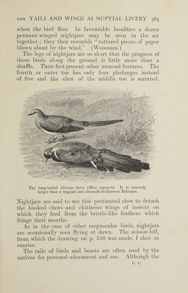 when 'the bird (lies. In favourable localities a dozen pennant-winged nightjars may be seen in the air together ; they then resemble “ tattered pieces of paper blown about by the wind.” (Woosnam.) The legs of nightjars are so short that the progress of these birds along the ground is little more than a shuffle. Their feet present other unusual features. The fourth or outer toe has only four phalanges instead of five and the claw of the middle toe is serrated. The long-tailed African dove (CEnci capensis). It is scarcely larger than a wagtail and abounds in Eastern Ethiopia. Nightjars are said to use this pectinated claw to detach the hooked claws and chitinous wings of insects on which they feed from the bristle-like feathers which fringe their mouths. As in the case of other crepuscular birds, nightjars are occasionally seen flying at dawn. The scissor-bill, from which the drawing on p. 350 was made, I shot at sunrise. The tails of birds and beasts are often used by the natives for personal adornment and use. Although the 0 c