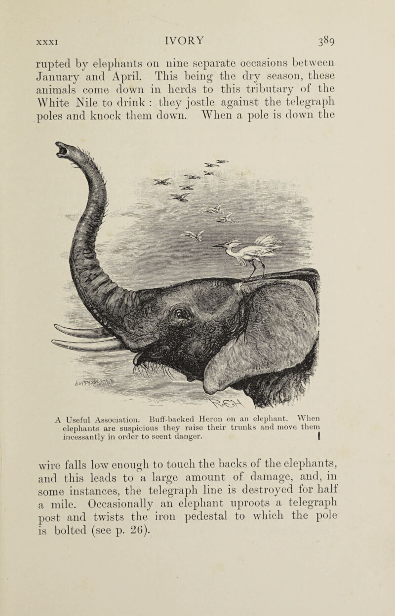 rupted by elephants on nine separate occasions between January and April. This being the dry season, these animals come down in herds to this tributary of the White Nile to drink : they jostle against the telegraph poles and knock them down. When a pole is down the wire falls low enough to touch the backs of the elephants, and this leads to a large amount of damage, and, in some instances, the telegraph line is destroyed for half a mile. Occasionally an elephant uproots a telegraph post and twists the iron pedestal to which the pole is bolted (see p. 26).