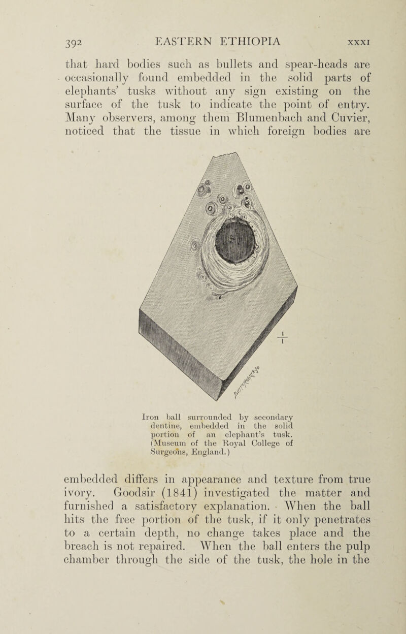 that hard bodies such as bullets and spear-heads are occasionally found embedded in the solid parts of elephants’ tusks without any sign existing on the surface of the tusk to indicate the point of entry. Many observers, among them Blumenbach and Cuvier, noticed that the tissue in which foreign bodies are Iron ball surrounded by secondary dentine, embedded in the solid portion of an elephant’s tusk. (Museum of the Royal College of Surgeons, England.) embedded differs in appearance and texture from true ivory. Goodsir (1841) investigated the matter and furnished a satisfactory explanation. When the ball hits the free portion of the tusk, if it only penetrates to a certain depth, no change takes place and the breach is not repaired. When the ball enters the pulp chamber through the side of the tusk, the hole in the