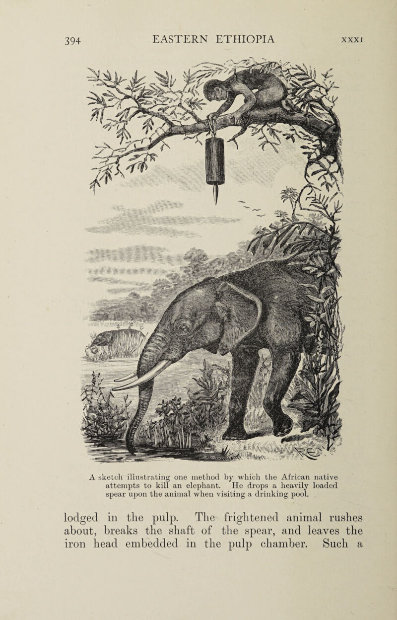 A sketch illustrating one method by which the African native attempts to kill an elephant. He drops a heavily loaded spear upon the animal when visiting a drinking pool. lodged in the pulp. The frightened animal rushes about, breaks the shaft of the spear, and leaves the iron head embedded in the pulp chamber. Such a