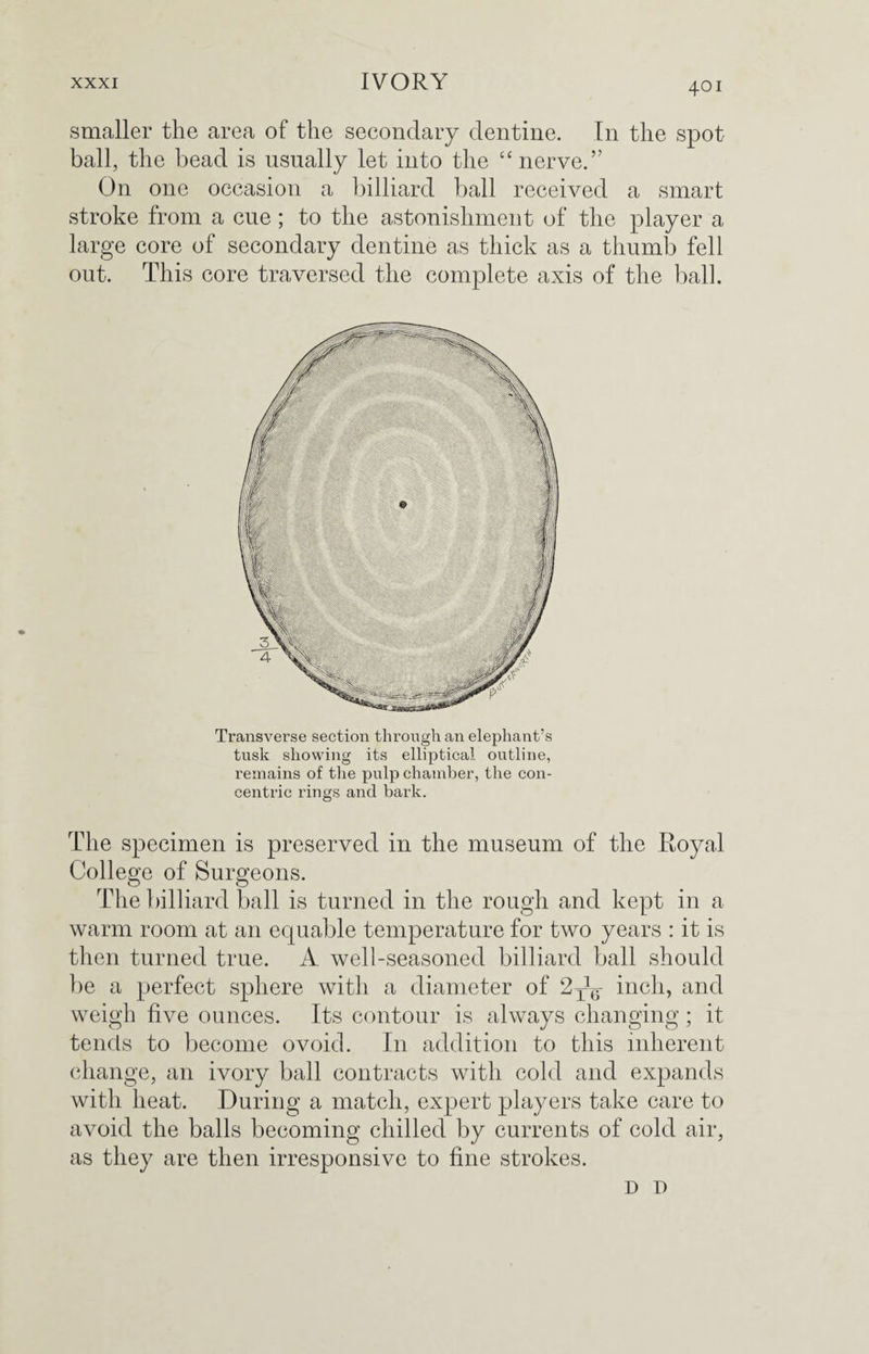 smaller the area of the secondary dentine. In the spot ball, the bead is usually let into the “nerve.” On one occasion a billiard ball received a smart stroke from a cue; to the astonishment of the player a large core of secondary dentine as thick as a thumb fell out. This core traversed the complete axis of the ball. Transverse section through an elephant’s tusk showing its elliptical outline, remains of the pulp chamber, the con¬ centric rings and bark. The specimen is preserved in the museum of the Royal College of Surgeons. The billiard ball is turned in the rough and kept in a warm room at an equable temperature for two years : it is then turned true. A well-seasoned billiard ball should be a perfect sphere with a diameter of 2^ inch, and weigh five ounces. Its contour is always changing; it tends to become ovoid. In addition to this inherent change, an ivory ball contracts with cold and expands with heat. During a match, expert players take care to avoid the balls becoming chilled by currents of cold air, as they are then irresponsive to fine strokes. D D