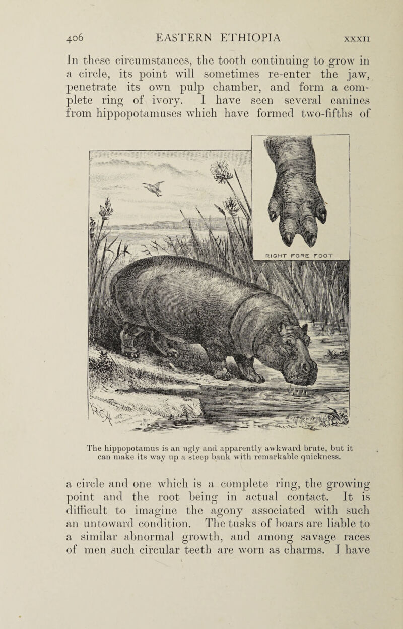 In these circumstances, the tooth continuing to grow in a circle, its point will sometimes re-enter the jaw, penetrate its own pulp chamber, and form a com¬ plete ring of ivory. I have seen several canines from hippopotamuses which have formed two-fifths of The hippopotamus is an ugly and apparently awkward brute, but it can make its way up a steep bank with remarkable quickness. a circle and one which is a complete ring, the growing point and the root being in actual contact. It is difficult to imagine the agony associated with such an untoward condition. The tusks of boars are liable to a similar abnormal growth, and among savage races of men such circular teeth are worn as charms. I have