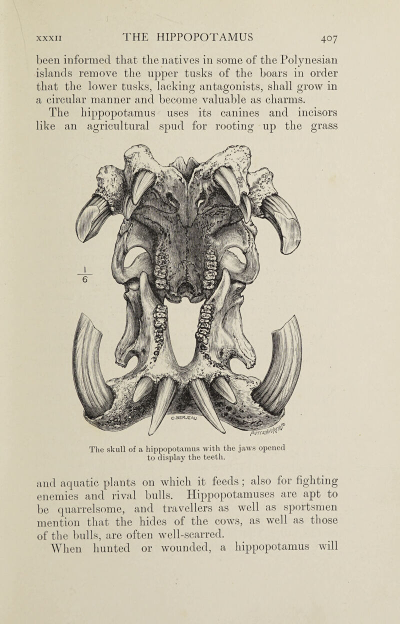 been informed that the natives in some of the Polynesian islands remove the upper tusks of the boars in order that the lower tusks, lacking antagonists, shall grow in a circular manner and become valuable as charms. The hippopotamus uses its canines and incisors like an agricultural spud for rooting up the grass The skull of a hippopotamus with the jaws opened to display the teeth. and aquatic plants on which it feeds; also lor fighting enemies and rival bulls. Hippopotamuses are apt to be quarrelsome, and travellers as well as sportsmen mention that the hides of the cows, as well as those of the bulls, are often well-scarred. When hunted or wounded, a hippopotamus will