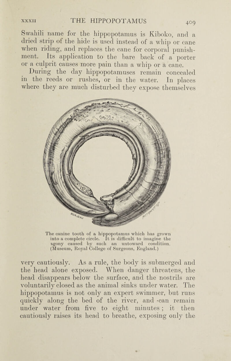 Swahili name for the hippopotamus is Kiboko, and a dried strip of the hide is used instead of a whip or eane when riding, and replaces the cane for corporal punish¬ ment. Its application to the bare back of a porter or a culprit causes more pain than a whip or a cane. During the day hippopotamuses remain concealed in the reeds or rushes, or in the water. In places where they are much disturbed they expose themselves The canine tooth of a hippopotamus which has grown into a complete circle. It is difficult to imagine the agony caused by such an untoward condition. (Museum, Royal College of Surgeons, England.) very cautiously. As a rule, the body is submerged and the head alone exposed. When danger threatens, the head disappears below the surface, and the nostrils are voluntarily closed as the animal sinks under water. The hippopotamus is not only an expert swimmer, but runs quickly along the bed of the river, and -can remain under water from five to eight minutes ; it then cautiously raises its head to breathe, exposing only the