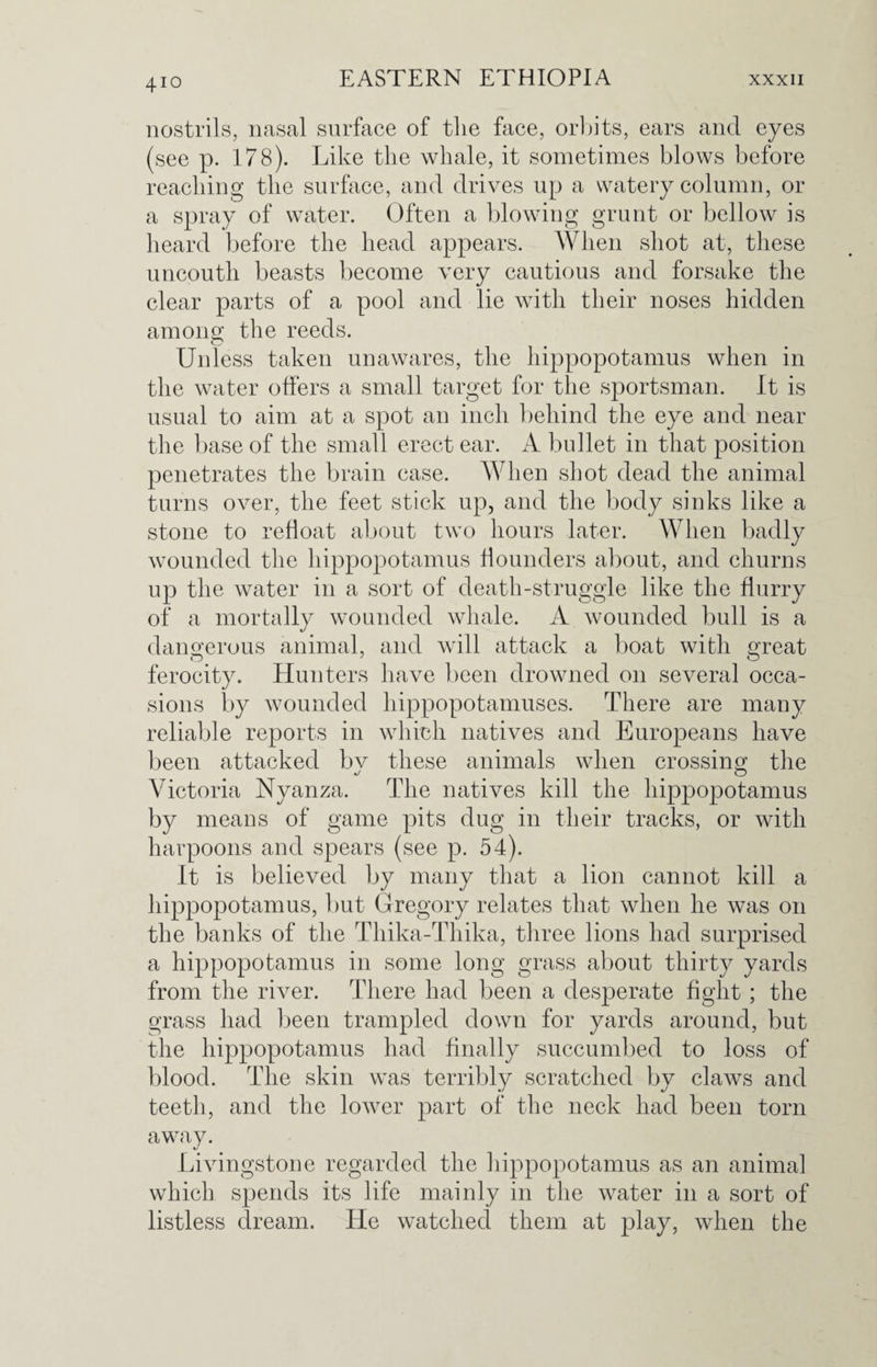 nostrils, nasal surface of the face, orbits, ears and eyes (see p. 178). Like the whale, it sometimes blows before reaching the surface, and drives up a watery column, or a spray of water. Often a blowing grunt or bellow is heard before the head appears. When shot at, these uncouth beasts become very cautious and forsake the clear parts of a pool and lie with their noses hidden among; the reeds. Unless taken unawares, the hippopotamus when in the water offers a small target for the sportsman. It is usual to aim at a spot an inch behind the eye and near the base of the small erect ear. A bullet in that position penetrates the brain case. When shot dead the animal turns over, the feet stick up, and the body sinks like a stone to refloat about two hours later. When badly wounded the hippopotamus flounders about, and churns up the water in a sort of death-struggle like the flurry of a mortally wounded whale. A wounded bull is a dangerous animal, and will attack a boat with great ferocity. Hunters have been drowned on several occa¬ sions by wounded hippopotamuses. There are many reliable reports in which natives and Europeans have been attacked bv these animals when crossing the Victoria Nyanza. The natives kill the hippopotamus by means of game pits dug in their tracks, or with harpoons and spears (see p. 54). It is believed by many that a lion cannot kill a hippopotamus, but Gregory relates that when he was on the banks of the Thika-Thika, three lions had surprised a hippopotamus in some long grass about thirty yards from the river. There had been a desperate fight ; the grass had been trampled down for yards around, but the hippopotamus had finally succumbed to loss of blood. The skin was terribly scratched by claws and teeth, and the lower part of the neck had been torn away. Livingstone regarded the hippopotamus as an animal which spends its life mainly in the water in a sort of listless dream. He watched them at play, when the