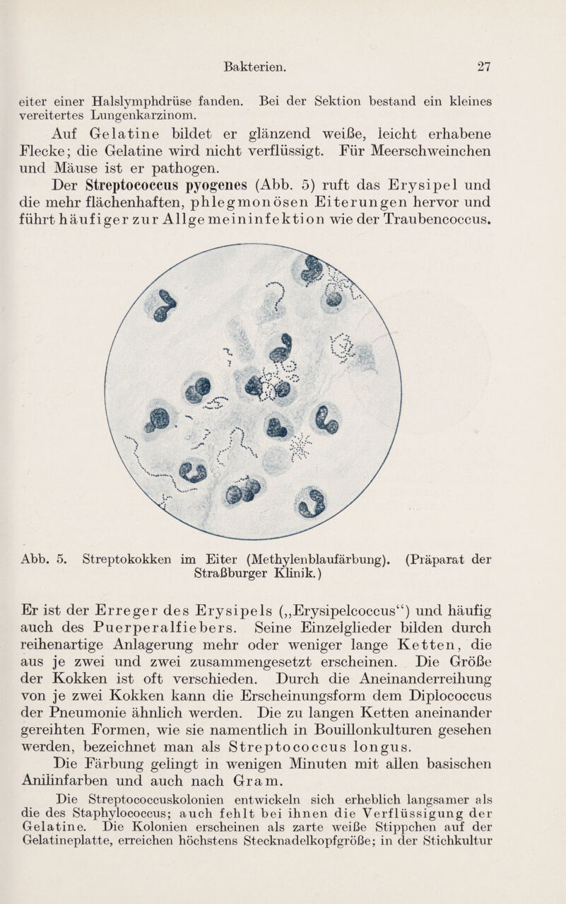 eiter einer Halslymphdrüse fanden. Bei der Sektion bestand ein kleines vereitertes Lungenkarzinom. Auf Gelatine bildet er glänzend weiße, leicht erhabene Flecke; die Gelatine wird nicht verflüssigt. Für Meerschweinchen und Mäuse ist er pathogen. Der Streptococcus pyogenes (Abb. 5) ruft das Erysipel und die mehr flächenhaften, phlegmonösen Eiterungen hervor und führt h äufiger zur All ge meinin fektion wie der Traubencoccus. Abb. 5. Streptokokken im Eiter (Methylenblaufärbung). (Präparat der Straßburger Klinik.) Er ist der Erreger des Erysipels („Erysipelcoccus“) und häufig auch des Puerperalfiebers. Seine Einzelglieder bilden durch reihenartige Anlagerung mehr oder weniger lange Ketten, die aus je zwei und zwei zusammengesetzt erscheinen. Die Größe der Kokken ist oft verschieden. Durch die Aneinanderreihung von je zwei Kokken kann die Erscheinungsform dem Diplococcus der Pneumonie ähnlich werden. Die zu langen Ketten aneinander gereihten Formen, wie sie namentlich in Bouillonkulturen gesehen werden, bezeichnet man als Streptococcus longus. Die Färbung gelingt in wenigen Minuten mit allen basischen Anilinfarben und auch nach Gram. Pie Streptococcuskolonien entwickeln sich erheblich langsamer als die des Staphylococcus; auch fehlt bei ihnen die Verflüssigung der Gelatine. Pie Kolonien erscheinen als zarte weiße Stippchen auf der Gelatineplatte, erreichen höchstens Stecknadelkopfgröße; in der Stichkultur