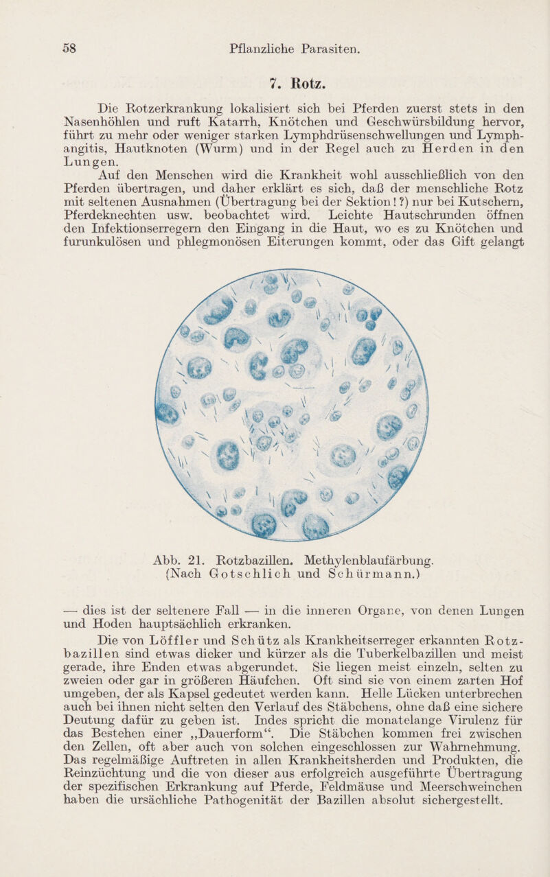 7. Rotz. Die Rotzerkrankung lokalisiert sich bei Pferden zuerst stets in den Nasenhöhlen und ruft Katarrh, Knötchen und Geschwürsbildung hervor, führt zu mehr oder weniger starken Lymphdrüsenschwellungen und Lymph- angitis, Hautknoten (Wurm) und in der Pegel auch zu Herden in den Lungen. Auf den Menschen wird die Krankheit wohl ausschließlich von den Pferden übertragen, und daher erklärt es sich, daß der menschliche Rotz mit seltenen Ausnahmen (Übertragung bei der Sektion! ?) nur bei Kutschern, Pferdeknechten usw. beobachtet wird. Leichte Hautschrunden öffnen den Infektionserregern den Eingang in die Haut, wo es zu Knötchen und furunkulösen und phlegmonösen Eiterungen kommt, oder das Gift gelangt Abb. 21. Rotzbazillen. Methylenblaufärbung. (Nach Gotschlich und Schürmann.) — dies ist der seltenere Fall — in die inneren Organe, von denen Lungen und Hoden hauptsächlich erkranken. Die von Löffler und Schütz als Krankheitserreger erkannten Rotz¬ bazillen sind etwas dicker und kürzer als die Tuberkelbazillen und meist gerade, ihre Enden etwas abgerundet. Sie liegen meist einzeln, selten zu zweien oder gar in größeren Häufchen. Oft sind sie von einem zarten Hof umgeben, der als Kapsel gedeutet werden kann. Helle Lücken unterbrechen auch bei ihnen nicht selten den Verlauf des Stäbchens, ohne daß eine sichere Deutung dafür zu geben ist. Indes spricht die monatelange Virulenz für das Bestehen einer ,,Dauerform“. Die Stäbchen kommen frei zwischen den Zellen, oft aber auch von solchen eingeschlossen zur Wahrnehmung. Das regelmäßige Auftreten in allen Krankheitsherden und Produkten, die Reinzüchtung und die von dieser aus erfolgreich ausgeführte Übertragung der spezifischen Erkrankung auf Pferde, Feldmäuse und Meerschweinchen haben die ursächliche Pathogenität der Bazillen absolut sichergestellt.