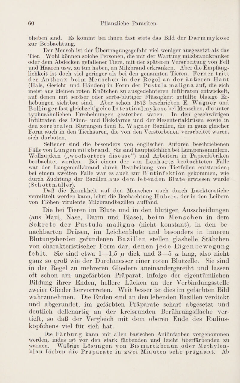 blieben sind. Es kommt bei ihnen fast stets das Bild der Darmmykose zur Beobachtung. Der Mensch ist der Übertragungsgefahr viel weniger ausgesetzt als das Tier. Wohl können solche Personen, die mit der Wartung milzbrandkranker oder dem Abdecken gefallener Tiere, mit der späteren Verarbeitung von Fell und Haaren usw. zu tun haben, an Milzbrand erkranken. Aber die Empfäng¬ lichkeit ist doch viel geringer als bei den genannten Tieren. Ferner tritt der Anthrax beim Menschen in der Regel an der äußeren Haut (Hals, Gesicht und Händen) in Form der Pustula maligna auf, die sich meist aus kleinen roten Knötchen zu ausgedehnteren Infiltraten entwickelt, auf denen mit seröser oder serös-blutiger Flüssigkeit gefüllte blasige Er¬ hebungen sichtbar sind. Aber schon 1872 beschrieben E. Wagner und Bollinger fast gleichzeitig eine Intestinalmykose bei Menschen, die unter typhusähnlichen Erscheinungen gestorben waren. In den geschwürigen Infiltraten des Dünn- und Dickdarms und der Mesenterialdrüsen sowie in den zerebralen Blutungen fand E. Wagner Bazillen, die in ganz gleicher Form auch in den Tierhaaren, die von den Verstorbenen verarbeitet waren, sich darboten. Seltener sind die besonders von englischen Autoren beschriebenen Fälle von Lungen milzbrand. Sie sind hauptsächlich bei Lumpensammlern, Wollzupfern (,,woolsorters disease“) und Arbeitern in Papierfabriken beobachtet worden. Bei einem der von Lenhartz beobachteten Fälle war der Lungenmilzbrand durch Bearbeitung von Tierfellen entstanden; bei einem zweiten Falle war es auch zur Blutinfektion gekommen, wie durch Züchtung der Bazillen aus dem lebenden Blute erwiesen wurde (Sch ottmüller). Daß die Krankheit auf den Menschen auch durch Insektenstiche vermittelt werden kann, lehrt die Beobachtung Hubers, der in den Leibern von Flöhen virulente Milzbrandbazillen auffand. Die bei Tieren im Blute und in den blutigen Ausscheidungen (aus Maul, Nase, Darm und Blase), beim Menschen in dem Sekrete der Pustula maligna (nicht konstant), in den be¬ nachbarten Drüsen, im Leichenblute und besonders in inneren Blutungsherden gefundenen Bazillen stellen glashelle Stäbchen von charakteristischer Form dar, denen jede Eigenbewegung fehlt. Sie sind etwa 1—1,5 /li dick und 3—5 [x lang, also nicht ganz so groß wie der Durchmesser einer roten Blutzelle. Sie sind in der Regel zu mehreren Gliedern aneinandergereiht und lassen oft schon am ungefärbten Präparat, infolge der eigentümlichen Bildung ihrer Enden, hellere Lücken an der Verbindungsstelle zweier Glieder hervortreten. Weit besser ist dies im gefärbten Bild wahrzunehmen. Die Enden sind an den lebenden Bazillen verdickt und abgerundet, im gefärbten Präparate scharf abgesetzt und deutlich dellenartig an der kreisrunden Berührungsfläche ver¬ tieft, so daß der Vergleich mit dem oberen Ende des Radius¬ köpfchens viel für sich hat. Die Färbung kann mit allen basischen Anilinfarben vorgenommen werden, indes ist vor den stark färbenden und leicht überfärbenden zu warnen. Wäßrige Lösungen von Bismarckbraun oder Methylen¬ blau färben die Präparate in zwei Minuten sehr prägnant. Ab