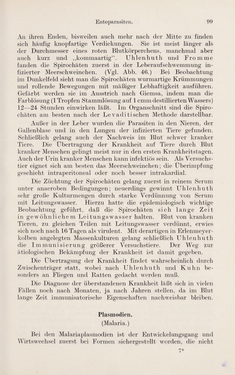 An ihren Enden, bisweilen auch mehr nach der Mitte zu finden sich häufig knöpf artige Verdickungen. Sie ist meist länger als der Durchmesser eines roten Blutkörperchens, manchmal aber auch kurz und ,,kommaartig“. Uhlenhuth und Fromme fanden die Spirochäten zuerst in der Leberaufschwemmung in¬ fizierter Meerschweinchen. (Vgl. Abb. 46.) Bei Beobachtung im Dunkelfeld sieht man die Spirochäten wurmartige Krümmungen und rollende Bewegungen mit mäßiger Lebhaftigkeit ausführen. Gefärbt werden sie im Ausstrich nach Giemsa, indem man die Farblösung (1 Tropfen Stammlösung auf 1 cmm destillierten Wassers) 12—24 Stunden einwirken läßt. Im Organschnitt sind die Spiro¬ chäten am besten nach der Le va di tischen Methode darstellbar. Außer in der Leber wurden die Parasiten in den Nieren, der Gallenblase und in den Lungen der infizierten Tiere gefunden. Schließlich gelang auch der Nachweis im Blut schwer kranker Tiere. Die Übertragung der Krankheit auf Tiere durch Blut kranker Menschen gelingt meist nur in den ersten Krankheitstagen. Auch der Urin kranker Menschen kann infektiös sein. Als Versuchs¬ tier eignet sich am besten das Meerschweinchen; die Überimpfung geschieht intraperitoneal oder noch besser intrakardial. Die Züchtung der Spirochäten gelang zuerst in reinem Serum unter anaeroben Bedingungen; neuerdings gewinnt Uhlenhuth sehr große Kulturmengen durch starke Verdünnung von Serum mit Leitungswasser. Hierzu hatte die epidemiologisch wichtige Beobachtung geführt, daß die Spirochäten sich lange Zeit in gewöhnlichem Leitungswasser halten. Blut von kranken Tieren, zu gleichen Teilen mit Leitungswasser verdünnt, erwies sich noch nach 16 Tagen als virulent. Mit derartigen in Erlenmeyer¬ kolben angelegten Massenkulturen gelang schließlich Uhlenhuth die Immunisierung größerer Versuchstiere. Der Weg zur ätiologischen Bekämpfung der Krankheit ist damit gegeben. Die Übertragung der Krankheit findet wahrscheinlich durch Zwischenträger statt, wobei nach Uhlenhuth und Kuhn be¬ sonders an Fliegen und Ratten gedacht werden muß. Die Diagnose der überstandenen Krankheit läßt sich in vielen Fällen noch nach Monaten, ja nach Jahren stellen, ela im Blut lange Zeit immunisatorische Eigenschaften nachweisbar bleiben. Plasmodien. (Malaria.) Bei den Malariaplasmodien ist der Entwickelungsgang und Wirtswechsel zuerst bei Formen sichergestellt worden, die nicht