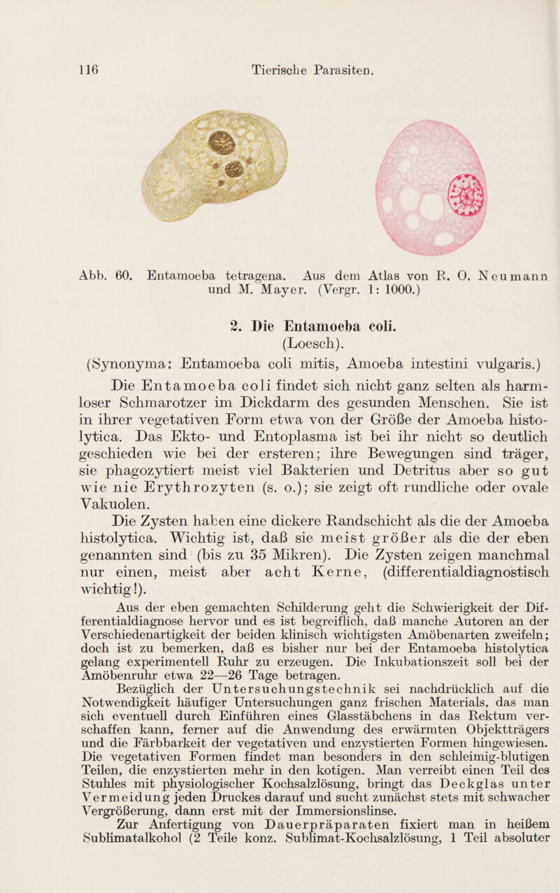 Abb. 60. Entamoeba tetragena. Aus dem Atlas von R. 0. Neu mann und M. Mayer. (Vergr. 1: 1000.) 2. Die Entamoeba coli. (Loesch). (Synonyma: Entamoeba coli mitis, Amoeba intestini vulgaris.) Die Entamoeba coli findet sich nicht ganz selten als harm¬ loser Schmarotzer im Dickdarm des gesunden Menschen. Sie ist in ihrer vegetativen Form etwa von der Größe der Amoeba histo- lytica. Das Ekto- und Entoplasma ist bei ihr nicht so deutlich geschieden wie bei der ersteren; ihre Bewegungen sind träger, sie phagozytiert meist viel Bakterien und Detritus aber so gut wie nie Erythrozyten (s. o.); sie zeigt oft rundliche oder ovale Vakuolen. Die Zysten haben eine dickere Randschicht als die der Amoeba histolytica. Wichtig ist, daß sie meist größer als die der eben genannten sind (bis zu 35 Mikren). Die Zysten zeigen manchmal nur einen, meist aber acht Kerne, (differentialdiagnostisch wichtig!). Aus der eben gemachten Schilderung geht die Schwierigkeit der Dif¬ ferentialdiagnose hervor und es ist begreiflich, daß manche Autoren an der Verschiedenartigkeit der beiden klinisch wichtigsten Amöbenarten zweifeln; doch ist zu bemerken, daß es bisher nur bei der Entamoeba histolytica gelang experimentell Ruhr zu erzeugen. Die Inkubationszeit soll bei der Amöbenruhr etwa 22—26 Tage betragen. Bezüglich der Untersuchungstechnik sei nachdrücklich auf die Notwendigkeit häufiger Untersuchungen ganz frischen Materials, das man sich eventuell durch Einführen eines Glasstäbchens in das Rektum ver¬ schaffen kann, ferner auf die Anwendung des erwärmten Objektträgers und die Färbbarkeit der vegetativen und enzystierten Formen hingewiesen. Die vegetativen Formen findet man besonders in den schleimig-blutigen Teilen, die enzystierten mehr in den kotigen. Man verreibt einen Teil des Stuhles mit physiologischer Kochsalzlösung, bringt das Deckglas unter Vermeidung jeden Druckes darauf und sucht zunächst stets mit schwacher Vergrößerung, dann erst mit der Immersionslinse. Zur Anfertigung von Dauerpräparaten fixiert man in heißem Sublimatalkohol (2 Teile konz. Sublimat-Kochsalzlösung, 1 Teil absoluter