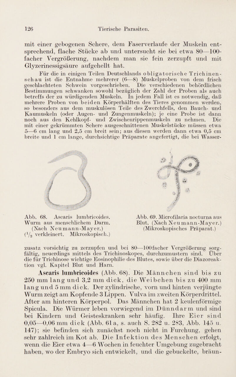 mit einer gebogenen Schere, dem Faserverlaufe der Muskeln ent¬ sprechend, flache Stücke ab und untersucht sie bei etwa 80—100- facher Vergrößerung, nachdem man sie fein zerzupft und mit Glyzerinessigsäure auf gehellt hat. Für die in einigen Teilen Deutschlands obligatorische Trichinen¬ schau ist die Entnahme mehrerer (6—8) Muskelproben von dem frisch geschlachteten Schwein vorgeschrieben. Die verschiedenen behördlichen Bestimmungen schwanken sowohl bezüglich der Zahl der Proben als auch betreffs der zu würdigenden Muskeln. In jedem Fall ist es notwendig, daß mehrere Proben von beiden Körperhälften des Tieres genommen werden, so besonders aus dem muskulösen Teile des Zwerchfells, den Bauch- und Kaumuskeln (oder Augen- und Zungenmuskeln); je eine Probe ist dann noch aus den Kehlkopf- und Zwischenrippenmuskeln zu nehmen. Die mit einer gekrümmten Schere ausgeschnittenen Muskelstücke müssen etwa 5—-6 cm lang und 2,5 cm breit sein; aus diesen werden dann etwa 0,5 cm breite und 1 cm lange, durchsichtige Präparate angefertigt, die bei Wasser- Abb. 68. Ascaris lumbricoides. Abb. 69. Microfilaria nocturna aus Wurm aus menschlichem Darm. Blut. (Nach Neu mann-Mayer.) (Nach Neu mann-Mayer.) (Mikroskopisches Präparat.) (1/3 verkleinert. Mikroskopisch.) zusatz vorsichtig zu zerzupfen und bei 80—lOOfacher Vergrößerung sorg¬ fältig, neuerdings mittels des Trichinoskopes, durchzumustern sind. Über die für Trichinose wichtige Eosinophilie des Blutes, sowie über die Diazoreak- tion vgl. Kapitel Blut und Harn. Ascaris lumbricoides (Abb. 68). Die Männchen sind bis zu 250 mm lang und 3,2 mm dick, die Weibchen bis zu 400 mm lang und 5 mm dick. Der zylindrische, vorn und hinten verjüngte Wurm zeigt am Kopfende 3 Lippen. Vulva im zweiten Körperdrittel. After am hinteren Körperpol. Das Männchen hat 2 keulenförmige Spicula. Die Würmer leben vorwiegend im Dünndarm und sind bei Kindern und Geisteskranken sehr häufig. Ihre Eier sind 0,05-—0,06 mm dick (Abb. 61a, s. auch S. 282 u. 283, Abb. 145 u. 147); sie befinden sich zunächst noch nicht in Furchung, gehen sehr zahlreich im Kot ab. Die Infektion des Menschen erfolgt, wenn die Eier etwa 4—6 Wochen in feuchter Umgebung zugebracht haben, wo der Embryo sich entwickelt, und die gebuckelte, bräun-