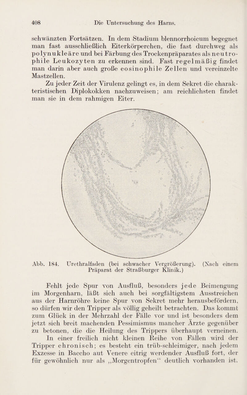 schwänzten Fortsätzen. In dem Stadium blennorrhoicum begegnet man fast ausschließlich Eiterkörperchen, die fast durchweg als polynukleäre und bei Färbung des Trockenpräparates als neutro¬ phile Leukozyten zu erkennen sind. Fast regelmäßig findet man darin aber auch große eosinophile Zellen und vereinzelte Mastzellen. Zu jeder Zeit der Virulenz gelingt es, in dem Sekret die charak¬ teristischen Diplokokken nachzuweisen; am reichlichsten findet man sie in dem rahmigen Eiter. Abb. 184. Urethralfaden (bei schwacher Vergrößerung). (Nach einem Präparat der Straßburger Klinik.) Fehlt jede Spur von Ausfluß, besonders jede Beimengung im Morgenharn, läßt sich auch bei sorgfältigstem Ausstreichen aus der Harnröhre keine Spur von Sekret mehr herausbefördern, so dürfen wir den Tripper als völlig geheilt betrachten. Das kommt zum Glück in der Mehrzahl der Fälle vor und ist besonders dem jetzt sich breit machenden Pessimismus mancher Arzte gegenüber zu betonen, die die Heilung des Trippers überhaupt verneinen. In einer freilich nicht kleinen Reihe von Fällen wird der Tripper chronisch; es besteht ein trüb-schleimiger, nach jedem Exzesse in Baccho aut Venere eitrig werdender Ausfluß fort, der für gewöhnlich nur als ,, Morgen tropfen“ deutlich vorhanden ist.