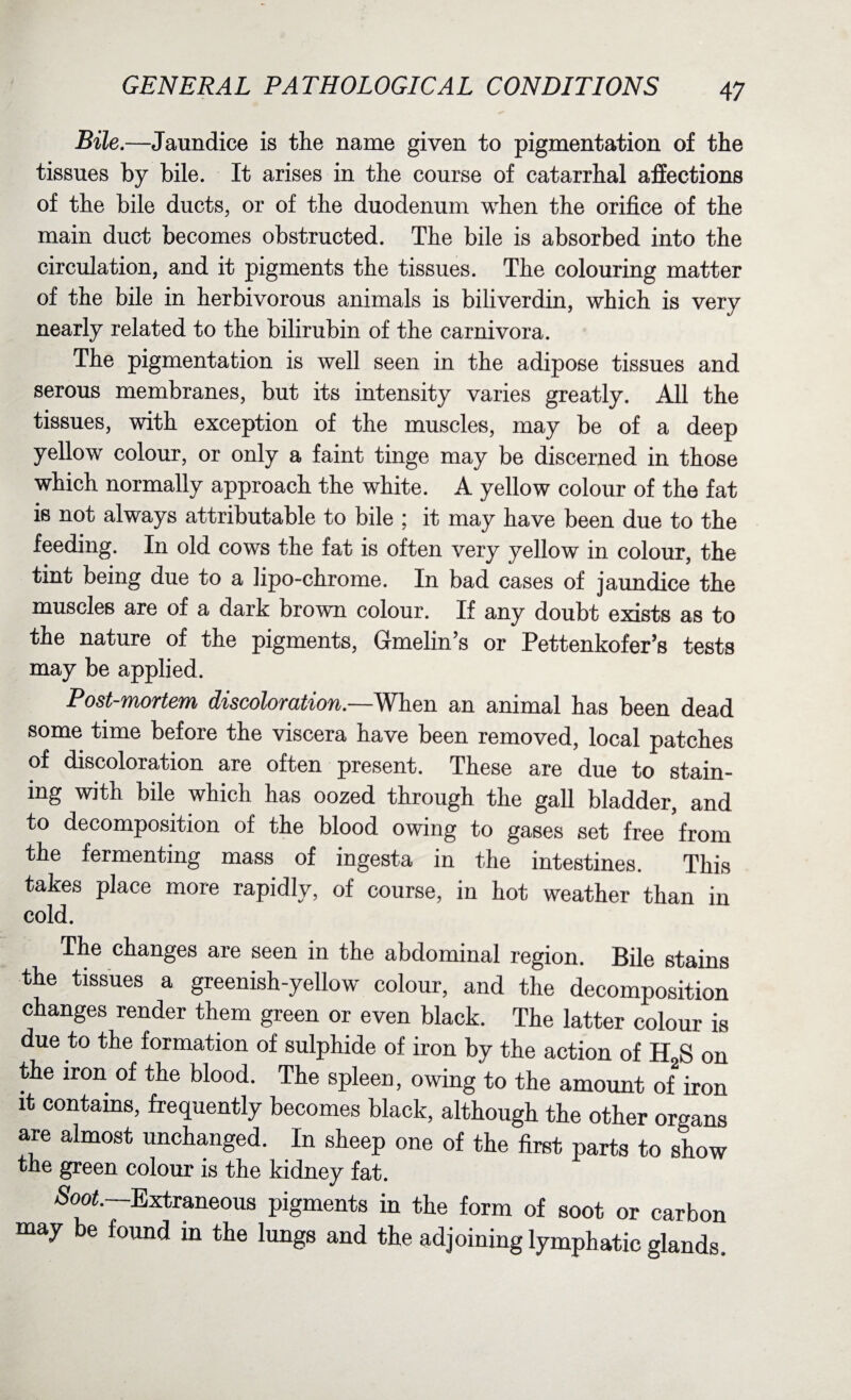 Bile.—Jaundice is the name given to pigmentation of the tissues by bile. It arises in the course of catarrhal affections of the bile ducts, or of the duodenum when the orifice of the main duct becomes obstructed. The bile is absorbed into the circulation, and it pigments the tissues. The colouring matter of the bile in herbivorous animals is biliverdin, which is very nearly related to the bilirubin of the carnivora. The pigmentation is well seen in the adipose tissues and serous membranes, but its intensity varies greatly. All the tissues, with exception of the muscles, may be of a deep yellow colour, or only a faint tinge may be discerned in those which normally approach the white. A yellow colour of the fat is not always attributable to bile ; it may have been due to the feeding. In old cows the fat is often very yellow in colour, the tint being due to a lipo-chrome. In bad cases of jaundice the muscles are of a dark brown colour. If any doubt exists as to the nature of the pigments, Gmelin’s or Pettenkofer’s tests may be applied. Post-mortem discoloration.—When an animal has been dead some time before the viscera have been removed, local patches of discoloration are often present. These are due to stain¬ ing with bile which has oozed through the gall bladder, and to decomposition of the blood owing to gases set free from the fermenting mass of ingesta in the intestines. This takes place more rapidly, of course, in hot weather than in cold. The changes are seen in the abdominal region. Bile stains the tissues a greenish-yellow colour, and the decomposition changes render them green or even black. The latter colour is due to the formation of sulphide of iron by the action of H„S on the iron of the blood. The spleen, owing to the amount of iron it contains, frequently becomes black, although the other organs are almost unchanged. In sheep one of the first parts to show the green colour is the kidney fat. Soot.—Extraneous pigments in the form of soot or carbon may be found in the lungs and the adjoining lymphatic glands.