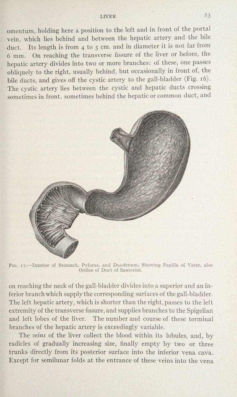 omentum, holding here a position to the left and in front of the portal vein, which lies behind and between the hepatic artery and the bile duct. Its length is from 4 to 5 cm. and in diameter it is not far from 6 mm. On reaching the transverse fissure of the liver or before, the hepatic artery divides into two or more branches: of these, one passes obliquely to the right, usually behind, but occasionally in front of, the bile ducts, and gives off the cystic artery to the gall-bladder (Fig. 16). The cystic artery lies between the cystic and hepatic ducts crossing sometimes in front, sometimes behind the hepatic or common duct, and Fig. 17.—Interior of Stomach, Pylorus, and Duodenum, Showing Papilla of Vater, also Orifice of Duct of Santorini. on reaching the neck of the gall-bladder divides into a superior and an in¬ ferior branch which supply the corresponding surfaces of the gall-bladder. The left hepatic artery, which is shorter than the right, passes to the left extremity of the transverse fissure, and supplies branches to the Spigelian and left lobes of the liver. The number and course of these terminal branches of the hepatic artery is exceedingly variable. The veins of the liver collect the blood within its lobules, and, by radicles of gradually increasing size, finally empty by two or three trunks directly from its posterior surface into the inferior vena cava. Except for semilunar folds at the entrance of these veins into the vena