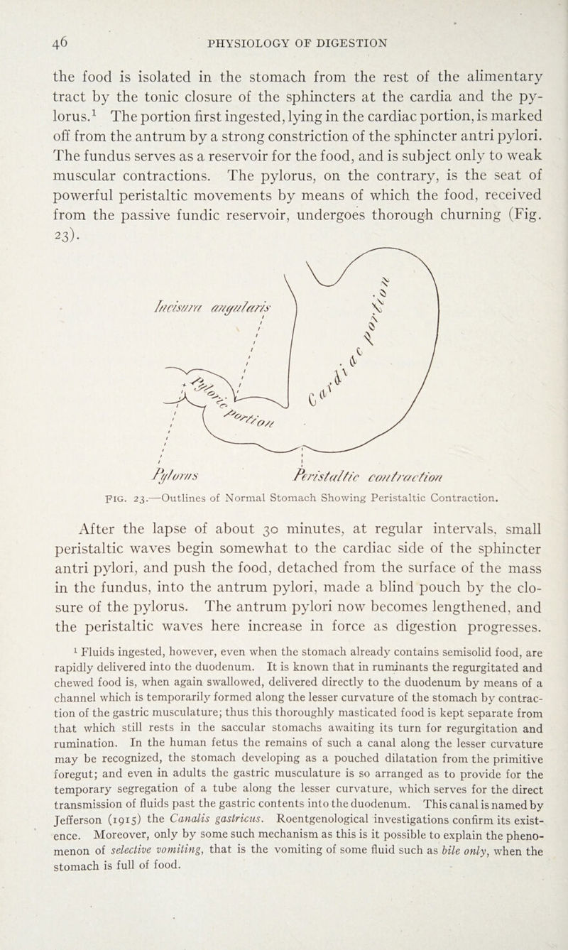 the food is isolated in the stomach from the rest of the alimentary tract by the tonic closure of the sphincters at the cardia and the py¬ lorus.1 The portion first ingested, lying in the cardiac portion, is marked off from the antrum by a strong constriction of the sphincter antri pylori. The fundus serves as a reservoir for the food, and is subject only to weak muscular contractions. The pylorus, on the contrary, is the seat of powerful peristaltic movements by means of which the food, received from the passive fundic reservoir, undergoes thorough churning (Fig. 23)- Fig. 23.—Outlines of Normal Stomach Showing Peristaltic Contraction. After the lapse of about 30 minutes, at regular intervals, small peristaltic waves begin somewhat to the cardiac side of the sphincter antri pylori, and push the food, detached from the surface of the mass in the fundus, into the antrum pylori, made a blind pouch by the clo¬ sure of the pylorus. The antrum pylori now becomes lengthened, and the peristaltic waves here increase in force as digestion progresses. 1 Fluids ingested, however, even when the stomach already contains semisolid food, are rapidly delivered into the duodenum. It is known that in ruminants the regurgitated and chewed food is, when again swallowed, delivered directly to the duodenum by means of a channel which is temporarily formed along the lesser curvature of the stomach by contrac¬ tion of the gastric musculature; thus this thoroughly masticated food is kept separate from that which still rests in the saccular stomachs awaiting its turn for regurgitation and rumination. In the human fetus the remains of such a canal along the lesser curvature may be recognized, the stomach developing as a pouched dilatation from the primitive foregut; and even in adults the gastric musculature is so arranged as to provide for the temporary segregation of a tube along the lesser curvature, which serves for the direct transmission of fluids past the gastric contents into the duodenum. This canal is named by Jefferson (1915) the Canalis gastricus. Roentgenological investigations confirm its exist¬ ence. Moreover, only by some such mechanism as this is it possible to explain the pheno¬ menon of selective vomiting, that is the vomiting of some fluid such as bile only, when the stomach is full of food.