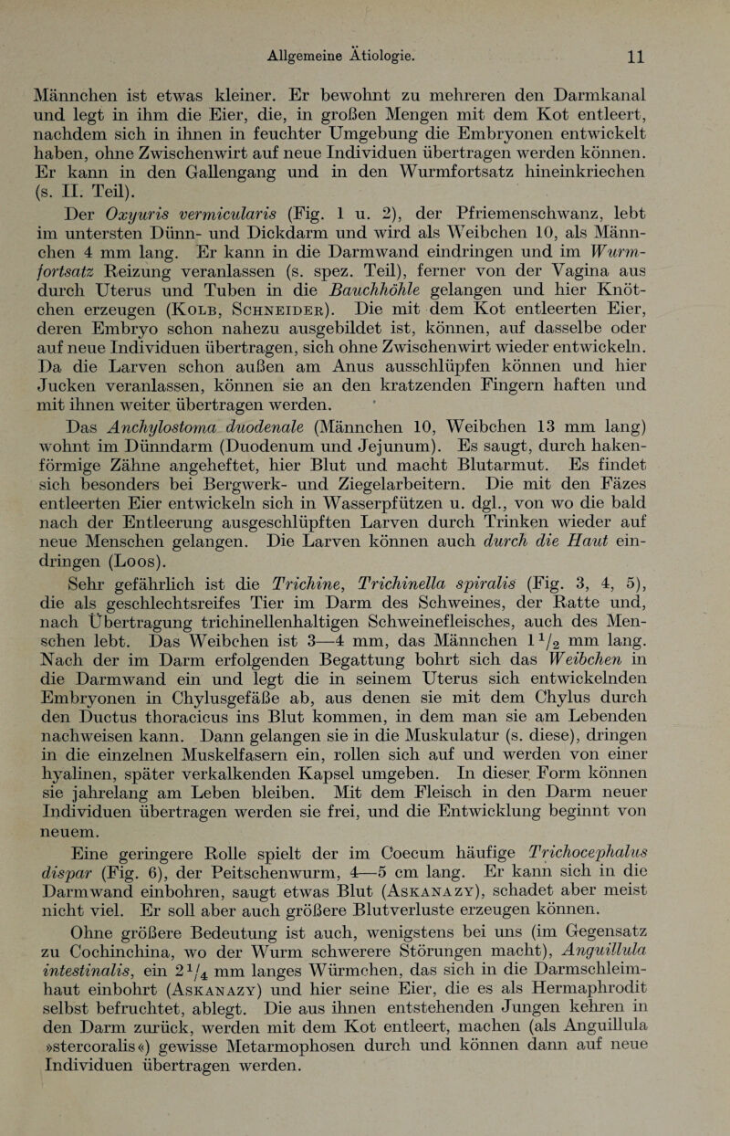 Männchen ist etwas kleiner. Er bewohnt zu mehreren den Darmkanal und legt in ihm die Eier, die, in großen Mengen mit dem Kot entleert, nachdem sich in ihnen in feuchter Umgehung die Embryonen entwickelt haben, ohne Zwischenwirt auf neue Individuen übertragen werden können. Er kann in den Gallengang und in den Wurmfortsatz hineinkriechen (s. II. Teil). Der Oxyuris vermicularis (Fig. 1 u. 2), der Pfriemenschwanz, lebt im untersten Dünn- und Dickdarm und wird als Weibchen 10, als Männ¬ chen 4 mm lang. Er kann in die Darm wand eindringen und im Wurm¬ fortsatz Reizung veranlassen (s. spez. Teil), ferner von der Vagina aus durch Uterus und Tuben in die Bauchhöhle gelangen und hier Knöt¬ chen erzeugen (Kolb, Schneider). Die mit dem Kot entleerten Eier, deren Embryo schon nahezu ausgebildet ist, können, auf dasselbe oder auf neue Individuen übertragen, sich ohne Zwischen wirt wieder entwickeln. Da die Larven schon außen am Anus ausschlüpfen können und hier Jucken veranlassen, können sie an den kratzenden Fingern haften und mit ihnen weiter übertragen werden. Das Anchylostoma duodenale (Männchen 10, Weibchen 13 mm lang) wohnt im Dünndarm (Duodenum und Jejunum). Es saugt, durch haken¬ förmige Zähne angeheftet, hier Blut und macht Blutarmut. Es findet sich besonders bei Bergwerk- und Ziegelarbeitern. Die mit den Fäzes entleerten Eier entwickeln sich in Wasserpfützen u. dgl., von wo die bald nach der Entleerung ausgeschlüpften Larven durch Trinken wieder auf neue Menschen gelangen. Die Larven können auch durch die Haut ein¬ dringen (Loos). Sehr gefährlich ist die Trichine, Trichinella spiralis (Fig. 3, 4, 5), die als geschlechtsreifes Tier im Darm des Schweines, der Ratte und, nach Übertragung trichinellenhaltigen Schweinefleisches, auch des Men¬ schen lebt. Das Weibchen ist 3—4 mm, das Männchen 11/2 mm lang. Nach der im Darm erfolgenden Begattung bohrt sich das Weibchen in die Darm wand ein und legt die in seinem Uterus sich entwickelnden Embryonen in Chylusgefäße ab, aus denen sie mit dem Chylus durch den Ductus thoracicus ins Blut kommen, in dem man sie am Lebenden nachweisen kann. Dann gelangen sie in die Muskulatur (s. diese), dringen in die einzelnen Muskelfasern ein, rollen sich auf und werden von einer hyalinen, später verkalkenden Kapsel umgeben. In dieser. Form können sie jahrelang am Leben bleiben. Mit dem Fleisch in den Darm neuer Individuen übertragen werden sie frei, und die Entwicklung beginnt von neuem. Eine geringere Rolle spielt der im Coecum häufige Trichocephalus dispar (Fig. 6), der Peitschen wurm, 4—5 cm lang. Er kann sich in die Darmwand einbohren, saugt etwas Blut (Askanazy), schadet aber meist nicht viel. Er soll aber auch größere Blutverluste erzeugen können. Ohne größere Bedeutung ist auch, wenigstens bei uns (im Gegensatz zu Cochinchina, wo der Wurm schwerere Störungen macht), Anguillula intestinalis, ein 21/4 mm langes Würmchen, das sich in die Darmschleim¬ haut einbohrt (Askanazy) und hier seine Eier, die es als Hermaphrodit selbst befruchtet, ablegt. Die aus ihnen entstehenden Jungen kehren in den Darm zurück, werden mit dem Kot entleert, machen (als Anguillula »stercoralis <<) gewisse Metarmophosen durch und können dann auf neue Individuen übertragen werden.