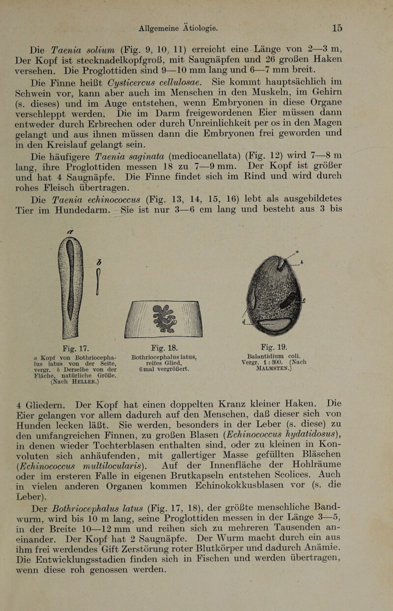 Die Taenia solium (Fig. 9, 10, 11) erreicht eine Länge von 2—3 m, Der Kopf ist stecknadelkopfgroß, mit Saugnäpfen und 26 großen Haken versehen. Die Proglottiden sind 9—10 mm lang und 6—7 mm breit. Die Finne heißt Cysticercus cellulosae. Sie kommt hauptsächlich im Schwein vor, kann aber auch im Menschen in den Muskeln, im Gehirn (s. dieses) und im Auge entstehen, wenn Embryonen in diese Organe verschleppt werden. Die im Darm freigewordenen Eier müssen dann entweder durch Erbrechen oder durch Unreinlichkeit per os in den Magen gelangt und aus ihnen müssen dann die Embryonen frei geworden und in den Kreislauf gelangt sein. Die häufigere Taenia saginata (mediocanellata) (Fig. 12) wird 7—8 m lang, ihre Proglottiden messen 18 zu 7—9 mm. Der Kopf ist größer und hat 4 Saugnäpfe. Die Finne findet sich im Rind und wird durch rohes Fleisch übertragen. Die Taenia echinococcus (Fig. 13, 14, 15, 16) lebt als ausgebildetes Tier im Hundedarm. Sie ist nur 3—6 cm lang und besteht aus 3 bis sr Fig. 17. Fig. 18. a Kopf von Bothriocepha- Bothriocephalus latus, lus latus von der Seite, reifes Glied, vergr. b Derselbe von der 6 mal vergrößert. Fläche, natürliche Größe. (Nach Heller.) Fig. 19. Balantidium coli. Vergr. 1: 300. (Nach Malmsten.) 4 Gliedern. Der Kopf hat einen doppelten Kranz kleiner Haken. Die Eier gelangen vor allem dadurch auf den Menschen, daß dieser sich von Hunden lecken läßt. Sie werden, besonders in der Leber (s. diese) zu den umfangreichen Finnen, zu großen Blasen (Echinococcus hydatidosus), in denen wieder Tochterblasen enthalten sind, oder zu kleinen in Kon¬ voluten sich anhäufenden, mit gallertiger Masse gefüllten Bläschen (.Echinococcus multilocularis). Auf der Innenfläche der Hohlräume oder im ersteren Falle in eigenen Brutkapseln entstehen Scolices. Auch in vielen anderen Organen kommen Echinokokkusblasen vor (s. die Leber). Der Bothriocephalus latus (Fig. 17, 18), der größte menschliche Band¬ wurm, wird bis 10 m lang, seine Proglottiden messen in der Länge 3 5, in der Breite 10—12 mm und reihen sich zu mehreren Tausenden an¬ einander. Der Kopf hat 2 Saugnäpfe. Der Wurm macht durch ein aus ihm frei werdendes Gift Zerstörung roter Blutkörper und dadurch Anämie. Die Entwicklungsstadien finden sich in Fischen und werden übertragen, wenn diese roh genossen werden.