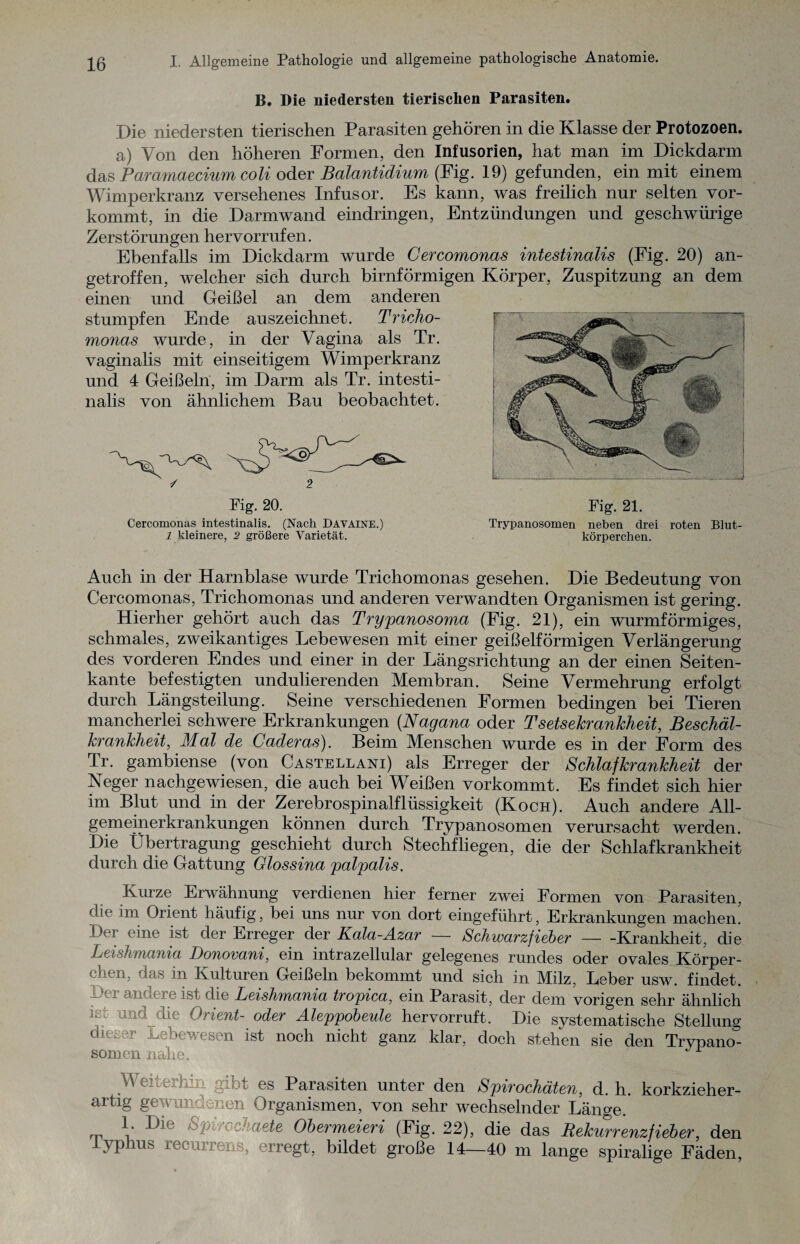 B. Die niedersten tierischen Parasiten. Die niedersten tierischen Parasiten gehören in die Klasse der Protozoen. a) Von den höheren Formen, den Infusorien, hat man im Dickdarm das Paramaecium coli oder Balantidium (Fig. 19) gefunden, ein mit einem Wimperkranz versehenes Infusor. Es kann, was freilich nur selten vor¬ kommt, in die Darmwand eindringen, Entzündungen und geschwürige Zerstörungen hervorrufen. Ebenfalls im Dickdarm wurde Cercomonas intestinalis (Fig. 20) an¬ getroffen, welcher sich durch bimförmigen Körper, Zuspitzung an dem einen und Geißel an dem anderen stumpfen Ende auszeichnet. Tricho¬ monas wurde, in der Vagina als Tr. vaginalis mit einseitigem Wimperkranz und 4 Geißeln, im Darm als Tr. intesti¬ nalis von ähnlichem Bau beobachtet. Fig. 20. Cercomonas intestinalis. (Nach Davaine.) 1 kleinere, 2 größere Varietät. Fig. 21. Trypanosomen neben drei roten Blut¬ körperchen. Auch in der Harnblase wurde Trichomonas gesehen. Die Bedeutung von Cercomonas, Trichomonas und anderen verwandten Organismen ist gering. Hierher gehört auch das Trypanosoma (Fig. 21), ein wurmförmiges, schmales, zweikantiges Lebewesen mit einer geißelförmigen Verlängerung des vorderen Endes und einer in der Längsrichtung an der einen Seiten¬ kante befestigten undulierenden Membran. Seine Vermehrung erfolgt durch Längsteilung. Seine verschiedenen Formen bedingen bei Tieren mancherlei schwere Erkrankungen (Nagana oder Tsetsekrankheit, Beschäl¬ krankheit, Mal de Caderas). Beim Menschen wurde es in der Form des Tr. gambiense (von Castellani) als Erreger der Schlafkrankheit der Neger nachgewiesen, die auch bei Weißen vorkommt. Es findet sich hier im Blut und in der Zerebrospinalflüssigkeit (Koch). Auch andere All¬ gemeinerkrankungen können durch Trypanosomen verursacht werden. Die Übertragung geschieht durch Stechfliegen, die der Schlafkrankheit durch die Gattung Glossina palpalis. Kurze Erwähnung verdienen hier ferner zwei Formen von Parasiten, die im Orient häufig, bei uns nur von dort eingeführt, Erkrankungen machen. Der eine ist der Erreger der Kala-Azar — Schwarzfieber-Krankheit, die Leishmania Donovani, ein intrazellular gelegenes rundes oder ovales Körper¬ chen, das in Kulturen Geißeln bekommt und sich in Milz, Leber usw. findet. Der andere ist die Leishmania tropica, ein Parasit, der dem vorigen sehr ähnlich und die Orient- oder Aleppobeiäe hervorruft. Die systematische Stellung dieser Lebewesen ist noch nicht ganz klar, doch stehen sie den Trypano¬ Weiterhin gibt es Parasiten unter den Spirochäten, d. h. korkzieher- artig gewundenen Organismen, von sehr wechselnder Länge. 1 Die Spirochaete Obermeieri (Fig. 22), die das Bekurrenzfieber, den iyphus recurrens, erregt, bildet große 14—40 m lange spiralige Fäden,