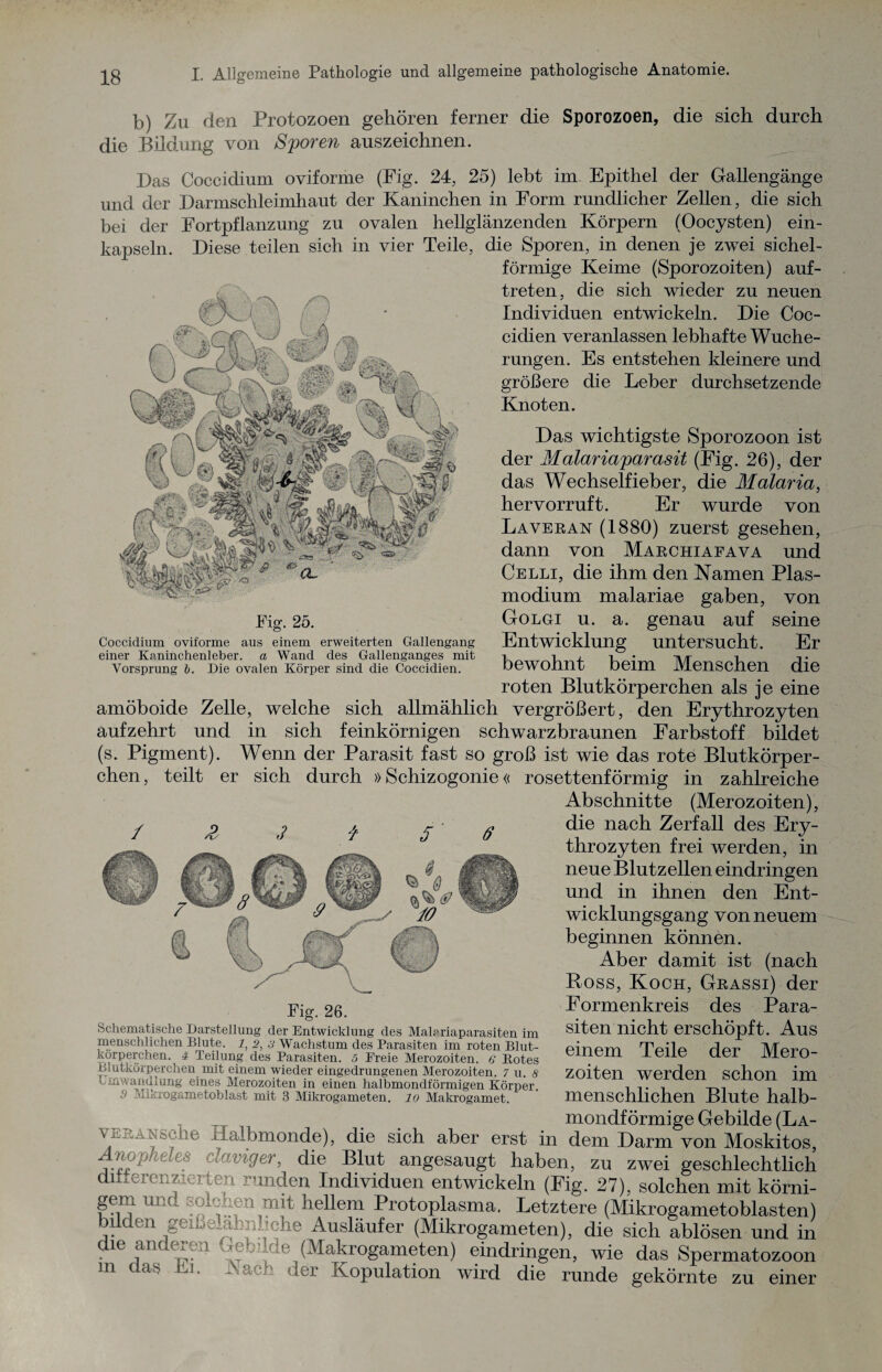 b) Zu den Protozoen gehören ferner die Sporozoen, die sich durch die Bildung von Sporen auszeichnen. Das Coccidium oviforme (Fig. 24, 25) lebt im Epithel der Gallengänge und der Darmschleimhaut der Kaninchen in Form rundlicher Zellen, die sich bei der Fortpflanzung zu ovalen hellglänzenden Körpern (Oocysten) ein¬ kapseln. Diese teilen sich in vier Teile, die Sporen, in denen je zwei sichel¬ förmige Keime (Sporozoiten) auf- treten, die sich wieder zu neuen Individuen entwickeln. Die Coc- cidien veranlassen lebhafte Wuche¬ rungen. Es entstehen kleinere und größere die Leber durchsetzende Knoten. Das wichtigste Sporozoon ist der Malariaparasit (Fig. 26), der das Wechselfieber, die Malaria, hervorruft. Er wurde von Laveran (1880) zuerst gesehen, dann von Marchiafava und Celli, die ihm den Kamen Plas¬ modium malariae gaben, von Golgi u. a. genau auf seine Entwicklung untersucht. Er bewohnt beim Menschen die roten Blutkörperchen als je eine amöboide Zelle, welche sich allmählich vergrößert, den Erythrozyten aufzehrt und in sich feinkörnigen schwarzbraunen Farbstoff bildet (s. Pigment). Wenn der Parasit fast so groß ist wie das rote Blutkörper¬ chen, teilt er sich durch » Schizogonie « rosettenförmig in zahlreiche Abschnitte (Merozoiten). 5 6 Fig. 25. Coccidium oviforme aus einem erweiterten Gallengang einer Kaninchenleber, a Wand des Gallenganges mit Vorsprung b. Die ovalen Körper sind die Coccidien. / z 3 ir Fig. 26. Schematische Darstellung der Entwicklung des Malariaparasiten im menschlichen Blute. 7, 2, 3 Wachstum des Parasiten im roten Blut- “örperchen. 4 Teilung des Parasiten. 5 Freie Merozoiten. 6 Rotes Blutkörperchen mit einem wieder eingedrungenen Merozoiten. 7 u. 8 Umwandlung eines Merozoiten in einen halbmondförmigen Körper. 9 Mikrogametohlast mit 3 Mikrogameten. 10 Makrogamet. die nach Zerfall des Ery¬ throzyten frei werden, in neue Blutzellen eindringen und in ihnen den Ent¬ wicklungsgang von neuem beginnen können. Aber damit ist (nach Ross, Koch, Grassi) der Formenkreis des Para¬ siten nicht erschöpft. Aus einem Teile der Mero¬ zoiten werden schon im menschlichen Blute halb- _ , mondförmige Gebilde (La- X j ^ Halbmonde), die sich aber erst in dem Darm von Moskitos, Anopheles elaviger, die Blut angesaugt haben, zu zwei geschlechtlich differenzierten runden Individuen entwickeln (Fig. 27), solchen mit körni¬ gem unu solenea mit hellem Protoplasma. Letztere (Mikrogametoblasten) 111 - ! e Ausläufer (Mikrogameten), die sich ablösen und in lean c^en . e (Makrogameten) eindringen, wie das Spermatozoon m das Ei. Aach der Kopulation wird die runde gekörnte zu einer