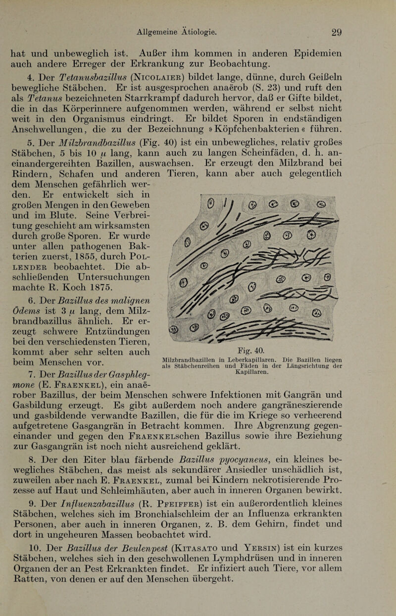 hat und unbeweglich ist. Außer ihm kommen in anderen Epidemien auch andere Erreger der Erkrankung zur Beobachtung. 4. Der Tetanusbazillus (Nicolaier) bildet lange, dünne, durch Geißeln bewegliche Stäbchen. Er ist ausgesprochen anaerob (S. 23) und ruft den als Tetanus bezeichneten Starrkrampf dadurch hervor, daß er Gifte bildet, die in das Körperinnere aufgenommen werden, während er selbst nicht weit in den Organismus eindringt. Er bildet Sporen in endständigen Anschwellungen, die zu der Bezeichnung »Köpfchenbakterien« führen. 5. Der Milzbrandbazillus (Fig. 40) ist ein unbewegliches, relativ großes Stäbchen, 5 bis 10 p lang, kann auch zu langen Scheinfäden, d. h. an¬ einandergereihten Bazillen, auswachsen. Er erzeugt den Milzbrand bei Rindern, Schafen und anderen Tieren, kann aber auch gelegentlich dem Menschen gefährlich wer¬ den. Er entwickelt sich in großen Mengen in den Geweben und im Blute. Seine Verbrei¬ tung geschieht am wirksamsten durch große Sporen. Er wurde unter allen pathogenen Bak¬ terien zuerst, 1855, durch Pol¬ lender beobachtet. Die ab¬ schließenden Untersuchungen machte R. Koch 1875. 6. Der Bazillus des malignen Ödems ist 3 p lang, dem Milz¬ brandbazillus ähnlich. Er er¬ zeugt schwere Entzündungen bei den verschiedensten Tieren, kommt aber sehr selten auch beim Menschen vor. 7. Der Bazillus der Gasphleg- mone (E. Eraenkel), ein anae¬ rober Bazillus, der beim Menschen schwere Infektionen mit Gangrän und Gasbildung erzeugt. Es gibt außerdem noch andere gangräneszierende und gasbildende verwandte Bazillen, die für die im Kriege so verheerend auf getretene Gasgangrän in Betracht kommen. Ihre Abgrenzung gegen¬ einander und gegen den FRAENKELSchen Bazillus sowie ihre Beziehung zur Gasgangrän ist noch nicht ausreichend geklärt. 8. Der den Eiter blau färbende Bazillus pyocyaneus, ein kleines be¬ wegliches Stäbchen, das meist als sekundärer Ansiedler unschädlich ist, zuweilen aber nach E. Fraenkel, zumal bei Kindern nekrotisierende Pro¬ zesse auf Haut und Schleimhäuten, aber auch in inneren Organen bewirkt. 9. Der Influenzabazillus (R. Pfeiffer) ist ein außerordentlich kleines Stäbchen, welches sich im Bronchialschleim der an Influenza erkrankten Personen, aber auch in inneren Organen, z. B. dem Gehirn, findet und dort in ungeheuren Massen beobachtet wird. 10. Der Bazillus der Beulenpest (Kitasato und Yersin) ist ein kurzes Stäbchen, welches sich in den geschwollenen Lymphdrüsen und in inneren Organen der an Pest Erkrankten findet. Er infiziert auch Tiere, vor allem Ratten, von denen er auf den Menschen übergeht. Fig. 40. Milzbrandbazillen in Leberkapillaren. Die Bazillen liegen als Stäbchenreihen und Fäden in der Längsrichtung der Kapillaren.