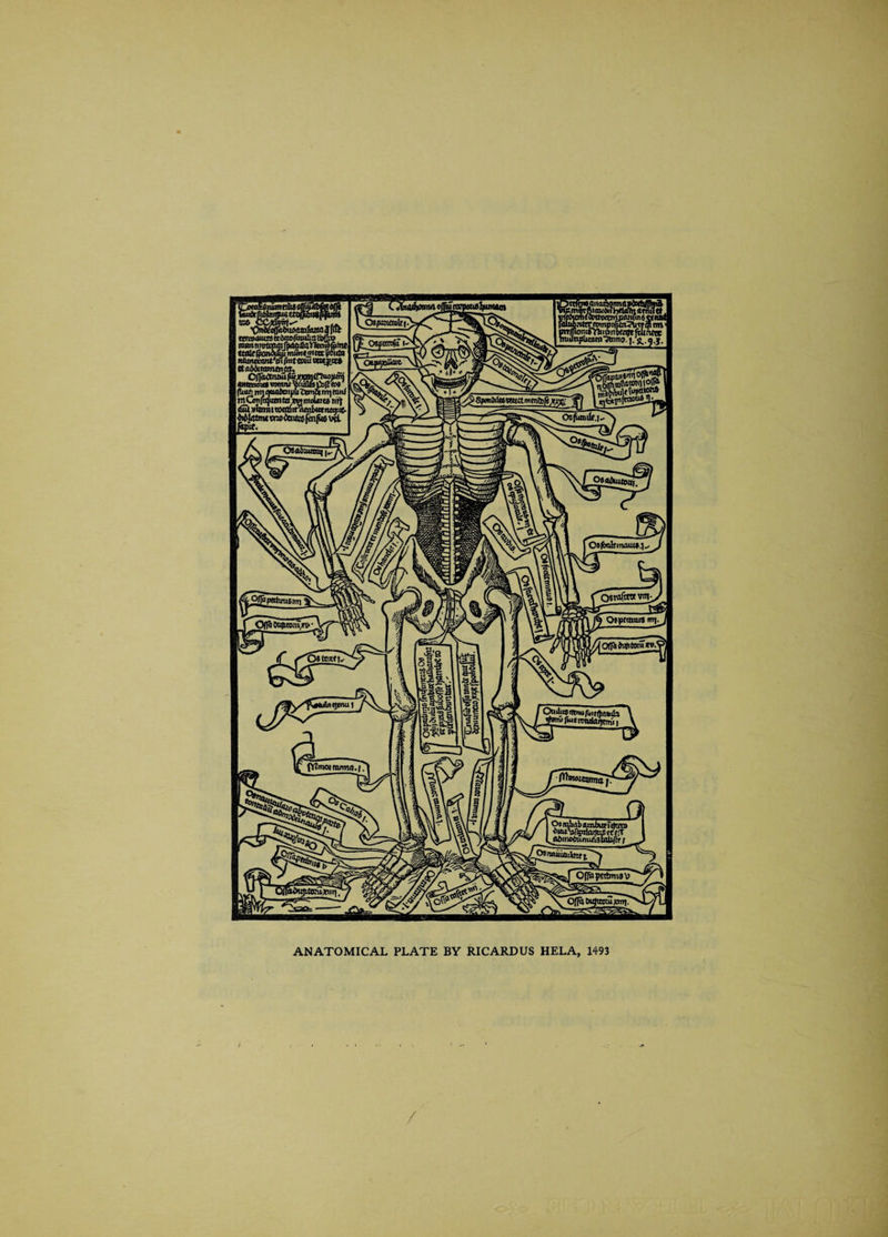 ANATOMICAL PLATE BY RICARDUS HELA, 1493