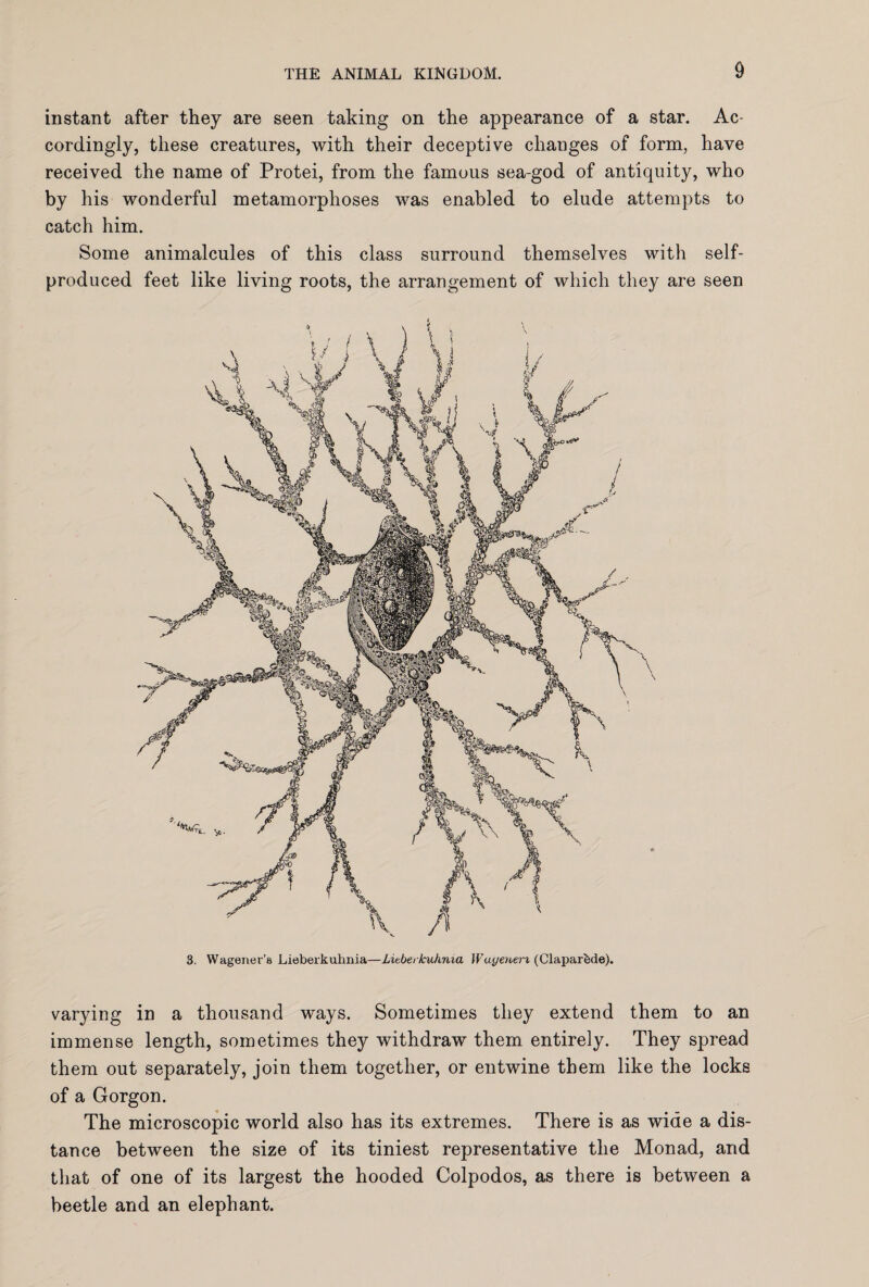 instant after they are seen taking on the appearance of a star. Ac¬ cordingly, these creatures, with their deceptive changes of form, have received the name of Protei, from the famous sea-god of antiquity, who by his wonderful metamorphoses was enabled to elude attempts to catch him. Some animalcules of this class surround themselves with self- produced feet like living roots, the arrangement of which they are seen varying in a thousand ways. Sometimes they extend them to an immense length, sometimes they withdraw them entirely. They spread them out separately, join them together, or entwine them like the locks of a Gorgon. The microscopic world also has its extremes. There is as wide a dis¬ tance between the size of its tiniest representative the Monad, and that of one of its largest the hooded Colpodos, as there is between a beetle and an elephant.
