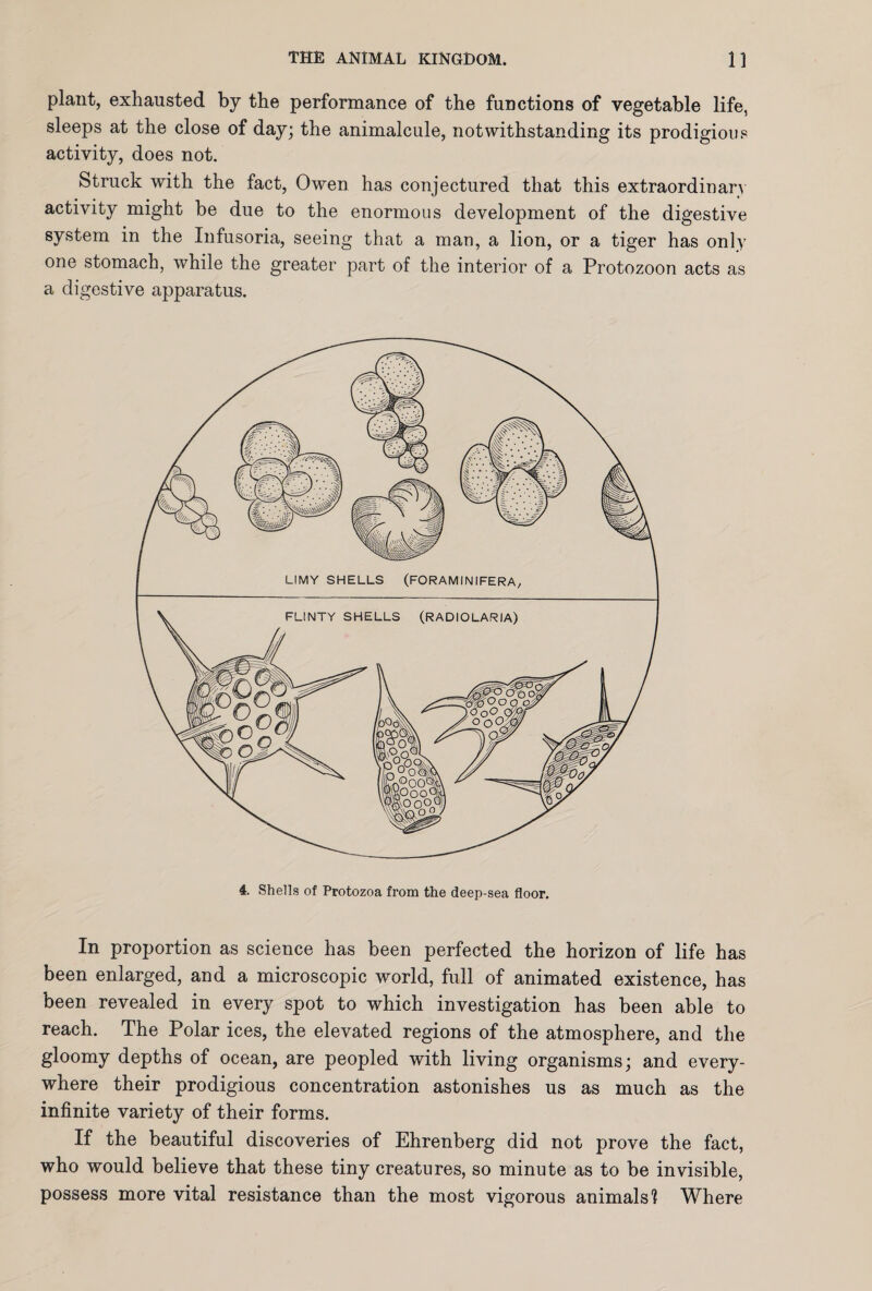 plant, exhausted by the performance of the functions of vegetable life, sleeps at the close of day; the animalcule, notwithstanding its prodigious activity, does not. Struck with the fact, Owen has conjectured that this extraordinary activity might be due to the enormous development of the digestive system in the Infusoria, seeing that a man, a lion, or a tiger has only one stomach, while the greater part of the interior of a Protozoon acts as a digestive apparatus. In proportion as science has been perfected the horizon of life has been enlarged, and a microscopic world, full of animated existence, has been revealed in every spot to which investigation has been able to reach. The Polar ices, the elevated regions of the atmosphere, and the gloomy depths of ocean, are peopled with living organisms; and every¬ where their prodigious concentration astonishes us as much as the infinite variety of their forms. If the beautiful discoveries of Ehrenberg did not prove the fact, who would believe that these tiny creatures, so minute as to be invisible, possess more vital resistance than the most vigorous animals? Where