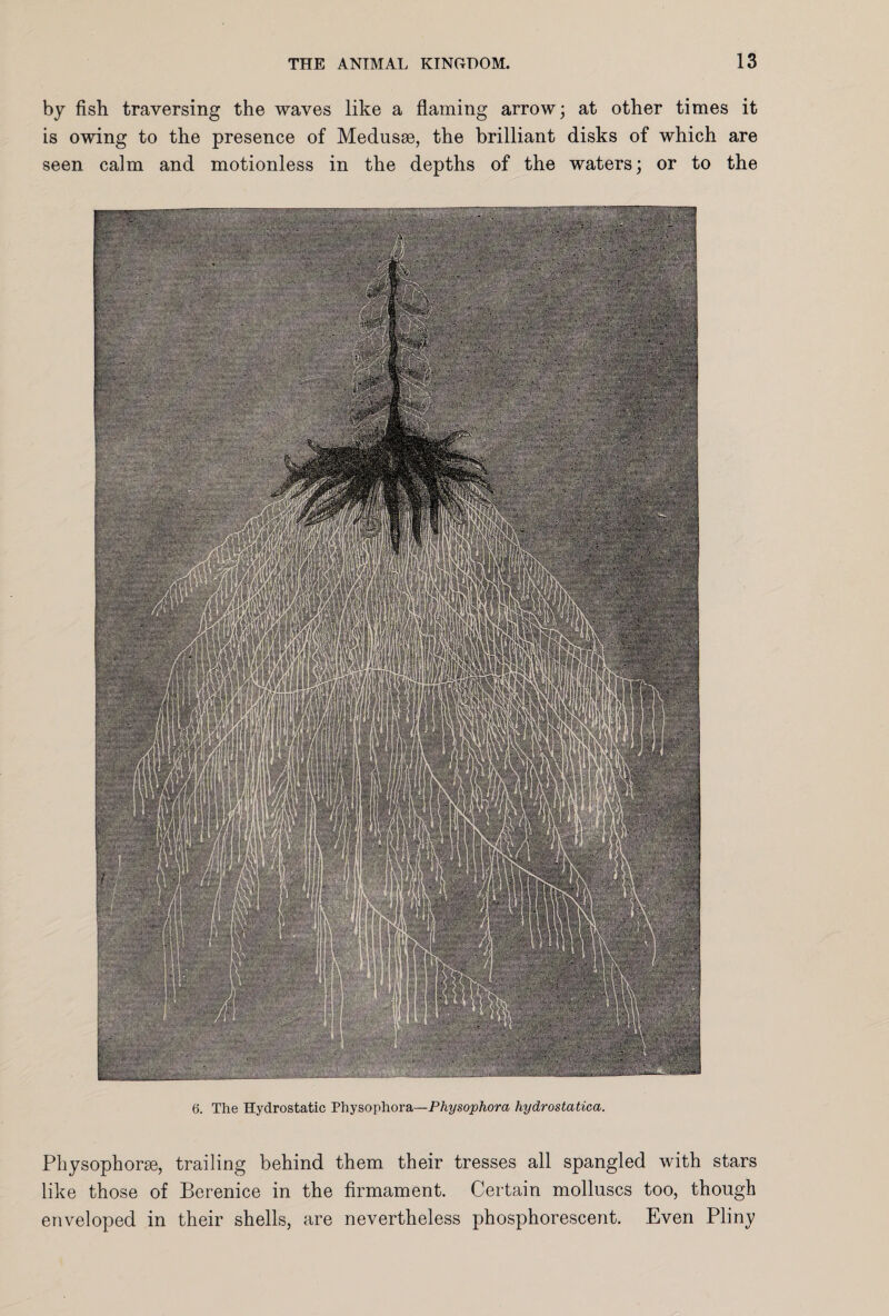 by fish traversing the waves like a flaming arrow; at other times it is owing to the presence of Medusse, the brilliant disks of which are seen calm and motionless in the depths of the waters; or to the 6. The Hydrostatic Physophora—Physophora hydrostatica. Physophora, trailing behind them their tresses all spangled with stars like those of Berenice in the firmament. Certain molluscs too, though enveloped in their shells, are nevertheless phosphorescent. Even Pliny