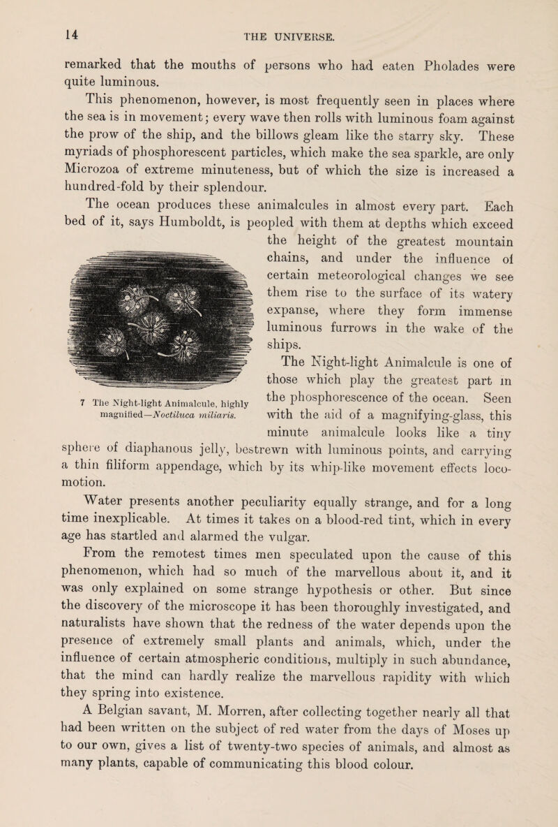 remarked that the mouths of persons who had eaten Pholades were quite luminous. This phenomenon, however, is most frequently seen in places where the sea is in movement; every wave then rolls with luminous foam against the prow of the ship, and the billows gleam like the starry sky. These myriads of phosphorescent particles, which make the sea sparkle, are only Microzoa of extreme minuteness, but of which the size is increased a hundred-fold by their splendour. The ocean produces these animalcules in almost every part. Each bed of it, says Humboldt, is peopled with them at depths which exceed the height of the greatest mountain chains, and under the influence ol certain meteorological changes we see them rise to the surface of its watery expanse, where they form immense luminous furrows in the wake of the ships. The Night-light Animalcule is one of those which play the greatest part in the phosphorescence of the ocean. Seen with the aid of a magnifying-glass, this minute animalcule looks like a tiny sphere of diaphanous jelly, bestrewn with luminous points, and carrying a thin filiform appendage, which by its whip-like movement effects loco¬ motion. Water presents another peculiarity equally strange, and for a long time inexplicable. At times it takes on a blood-red tint, which in every age has startled and alarmed the vulgar. From the remotest times men speculated upon the cause of this phenomenon, which had so much of the marvellous about it, and it was only explained on some strange hypothesis or other. But since the discovery of the microscope it has been thoroughly investigated, and naturalists have shown that the redness of the water depends upon the presence of extremely small plants and animals, which, under the influence of certain atmospheric conditions, multiply in such abundance, that the mind can hardly realize the marvellous rapidity with which they spring into existence. A Belgian savant, M. Morren, after collecting together nearly all that had been written on the subject of red water from the days of Moses up to our own, gives a list of twenty-two species of animals, and almost as many plants, capable of communicating this blood colour. 7 The Night-light Animalcule, highly magnified—Noetiluca miliaris.