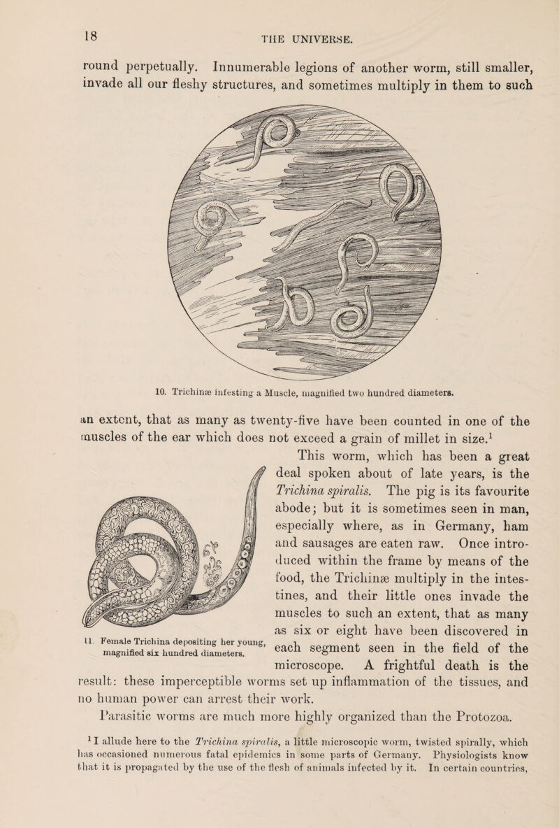 round perpetually. Innumerable legions of another worm, still smaller, invade all our fleshy structures, and sometimes multiply in them to such 10. Trichinae infesting a Muscle, magnified two hundred diameters. an extent, that as many as twenty-five have been counted in one of the muscles of the ear which does not exceed a grain of millet in size.1 This worm, which has been a great deal spoken about of late years, is the Trichina spiralis. The pig is its favourite abode; but it is sometimes seen in man, especially where, as in Germany, ham and sausages are eaten raw. Once intro¬ duced within the frame by means of the food, the Trichinae multiply in the intes¬ tines, and their little ones invade the muscles to such an extent, that as many as six or eight have been discovered in each segment seen in the field of the microscope. A frightful death is the result: these imperceptible worms set up inflammation of the tissues, and no human power can arrest their work. Parasitic worms are much more highly organized than the Protozoa. 11 allude here to the Trichina spiralis, a little microscopic worm, twisted spirally, which lias occasioned numerous fatal epidemics in some parts of Germany. Physiologists know that it is propagated by the use of the flesh of animals infected by it. In certain countries, 11. Female Trichina depositing her young, magnified six hundred diameters.