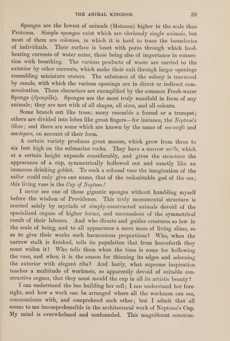 Sponges are the lowest of animals (Metazoa) higher in the scale than Protozoa. Simple sponges exist which are obviously single animals, but most of them are colonies, in which it is hard to trace the boundaries of individuals. Their surface is beset with pores through which food¬ bearing currents of water enter, these being also of importance in connec¬ tion with breathing. The various products of waste are carried to the exterior by other currents, which make their exit through larger openings resembling miniature craters. The substance of the colony is traversed by canals, with which the various openings are in direct or indirect com¬ munication. These characters are exemplified by the common Fresh-water Sponge (Spongilla). Sponges are the most truly manifold in form of any animals; they are met with of all shapes, all sizes, and all colours. Some branch out like trees; many resemble a funnel or a trumpet; others are divided into lobes like great fingers—for instance, the Neptune’s Glove; and there are some which are known by the name of sea-muffs and sea-tapers, on account of their form. A. certain variety produces great masses, which grow from three to six feet high on the submarine rocks. They have a narrow stclk, which at a certain height expands considerably, and gives the structure the appearance of a cup, symmetrically hollowed out and exactly like an immense drinking goblet. To such a colossal vase the imagination of the sailor could only give one name, that of the redoubtable god of the sea; this living vase is the Cup of Neptune! I never see one of these gigantic sponges without humbling myself before the wisdom of Providence. This truly monumental structure is erected solely by myriads of simply-constructed animals devoid of the specialized organs of higher forms, and unconscious of the symmetrical result of their labours. And who directs and guides creatures so low in the scale of being, and to all appearance a mere mass of living slime, so as to give their works such harmonious proportions'? Who, when the narrow stalk is finished, tells its population that from henceforth they must widen it1? Who tells them when the time is come for hollowing the vase, and when it is the season for thinning its edges and adorning the exterior with elegant ribs 1 And lastly, what supreme inspiration teaches a multitude of workmen, so apparently devoid of suitable con¬ structive organs, that they must mould the cup in all its artistic beauty1? I can understand the bee building her cell; I can understand her fore¬ sight, and how a work can be arranged where all the workman can see, communicate with, and comprehend each other; but I admit that all seems to me incomprehensible in the architectural work of Neptune’s Cup. My mind is overwhelmed and confounded. This magnificent construe-