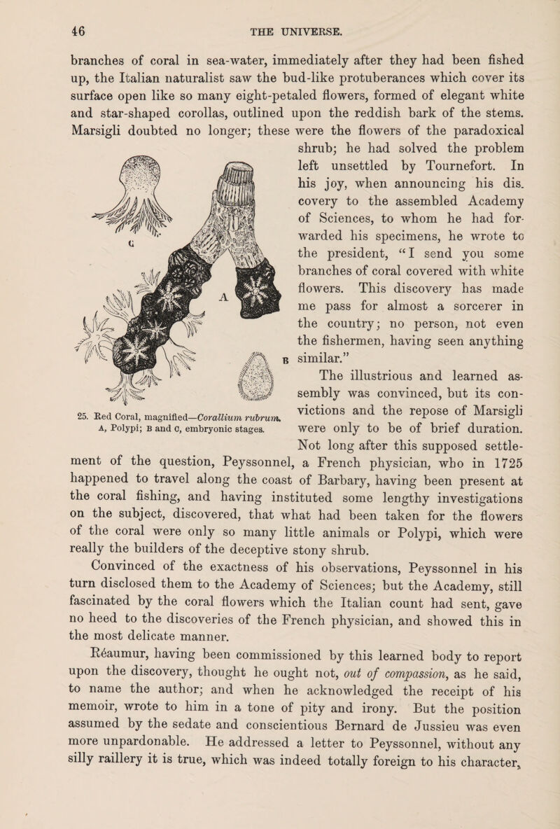 branches of coral in sea-water, immediately after they had been fished up, the Italian naturalist saw the bud-like protuberances which cover its surface open like so many eight-petaled flowers, formed of elegant white and star-shaped corollas, outlined upon the reddish bark of the stems. Marsigli doubted no longer; these were the flowers of the paradoxical shrub; he had solved the problem left unsettled by Tournefort. In his joy, when announcing his dis. covery to the assembled Academy of Sciences, to whom he had for¬ warded his specimens, he wrote to the president, “ I send you some branches of coral covered with white flowers. This discovery has made me pass for almost a sorcerer in the country; no person, not even the fishermen, having seen anything similar.” The illustrious and learned as¬ sembly was convinced, but its con¬ victions and the repose of Marsigli were only to be of brief duration. Not long after this supposed settle¬ ment of the question, Peyssonnel, a French physician, who in 1725 happened to travel along the coast of Barbary, having been present at the coral fishing, and having instituted some lengthy investigations on the subject, discovered, that what had been taken for the flowers of the coral were only so many little animals or Polypi, which were really the builders of the deceptive stony shrub. Convinced of the exactness of his observations, Peyssonnel in his turn disclosed them to the Academy of Sciences; but the Academy, still fascinated by the coral flowers which the Italian count had sent, gave no heed to the discoveries of the French physician, and showed this in the most delicate manner. B6aumur, having been commissioned by this learned body to report upon the discovery, thought he ought not, out of compassion, as he said, to name the author; and when he acknowledged the receipt of his memoir, wrote to him in a tone of pity and irony. But the position assumed by the sedate and conscientious Bernard de Jussieu was even more unpardonable. He addressed a letter to Peyssonnel, without any silly raillery it is true, which was indeed totally foreign to his character. 25. Red Coral, magnified—Corallium rubrum. A, Polypi; b and c, embryonic stages.