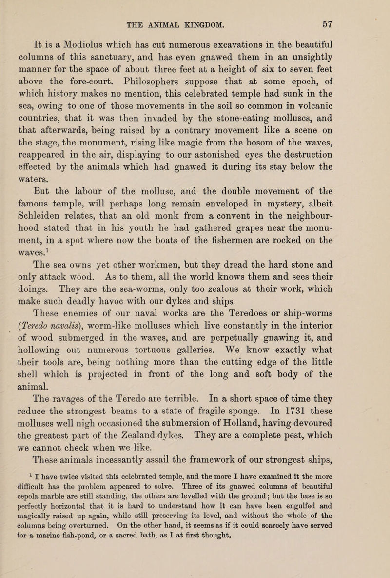 It is a Modiolus which has cut numerous excavations in the beautiful columns of this sanctuary, and has even gnawed them in an unsightly manner for the space of about three feet at a height of six to seven feet above the fore-court. Philosophers suppose that at some epoch, of which history makes no mention, this celebrated temple had sunk in the sea, owing to one of those movements in the soil so common in volcanic countries, that it was then invaded by the stone-eating molluscs, and that afterwards, being raised by a contrary movement like a scene on the stage, the monument, rising like magic from the bosom of the waves, reappeared in the air, displaying to our astonished eyes the destruction effected by the animals which had gnawed it during its stay below the waters. But the labour of the mollusc, and the double movement of the famous temple, will perhaps long remain enveloped in mystery, albeit Schleiden relates, that an old monk from a convent in the neighbour¬ hood stated that in his youth he had gathered grapes near the monu¬ ment, in a spot where now the boats of the fishermen are rocked on the waves.1 The sea owns yet other workmen, but they dread the hard stone and only attack wood. As to them, all the world knows them and sees their doings. They are the sea-worms, only too zealous at their work, which make such deadly havoc with our dykes and ships. These enemies of our naval works are the Teredoes or ship-worms (Teredo navalis), worm-like molluscs which live constantly in the interior of wood submerged in the waves, and are perpetually gnawing it, and hollowing out numerous tortuous galleries. We know exactly what their tools are, being nothing more than the cutting edge of the little shell which is projected in front of the long and soft body of the animal. The ravages of the Teredo are terrible. In a short space of time they reduce the strongest beams to a state of fragile sponge. In 1731 these molluscs well nigh occasioned the submersion of Holland, having devoured the greatest part of the Zealand dykes. They are a complete pest, which we cannot check when we like. These animals incessantly assail the framework of our strongest ships, 1 I have twice visited this celebrated temple, and the more I have examined it the more difficult has the problem appeared to solve. Three of its gnawed columns of beautiful cepola marble are still standing, the others are levelled with the ground; but the base is so perfectly horizontal that it is hard to understand how it can have been engulfed and magically raised up again, while still preserving its level, and without the whole of the columns being overturned. On the other hand, it seems as if it could scarcely have served for a marine fish-pond, or a sacred bath, as I at first thought.