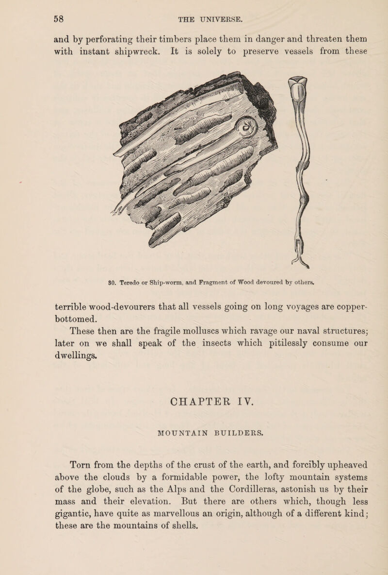 and by perforating their timbers place them in danger and threaten them with instant shipwreck. It is solely to preserve vessels from these 30. Teredo or Ship-worm, and Fragment of Wood devoured by others. terrible wood-devourers that all vessels going on long voyages are copper- bottomed. These then are the fragile molluscs which ravage our naval structures; later on we shall speak of the insects which pitilessly consume our dwellings. CHAPTER IY. MOUNTAIN BUILDERS. Torn from the depths of the crust of the earth, and forcibly upheaved above the clouds by a formidable power, the lofty mountain systems of the globe, such as the Alps and the Cordilleras, astonish us by their mass and their elevation. But there are others which, though less gigantic, have quite as marvellous an origin, although of a different kind ; these are the mountains of shells.