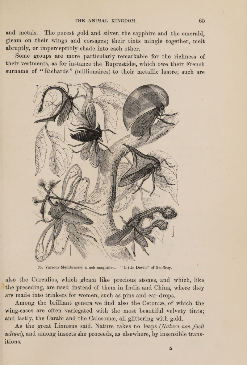 and metals. The purest gold and silver, the sapphire and the emerald, gleam on their wings and corsages; their tints mingle together, melt abruptly, or imperceptibly shade into each other. Some groups are more particularly remarkable for the richness of their vestments, as for instance the Buprestidse, which owe their French surname of “Richards” (millionaires) to their metallic lustre; such are 35. Various Membracese, much magnified. “Little Devils” of Geofifroy. also the Curculios, which gleam like precious stones, and. which, like the preceding, are used instead of them in India and China, where they are made into trinkets for women, such as pins and ear-drops. Among the brilliant genera we find also the Cetonise, of which the wing-cases are often variegated with the most beautiful velvety tints; and lastly, the Carabi and the Calosomae, all glittering with gold. As the great Linnaeus said, Nature takes no leaps (Natura non facit saltum), and among insects she proceeds, as elsewhere, by insensible trans¬ itions. 5