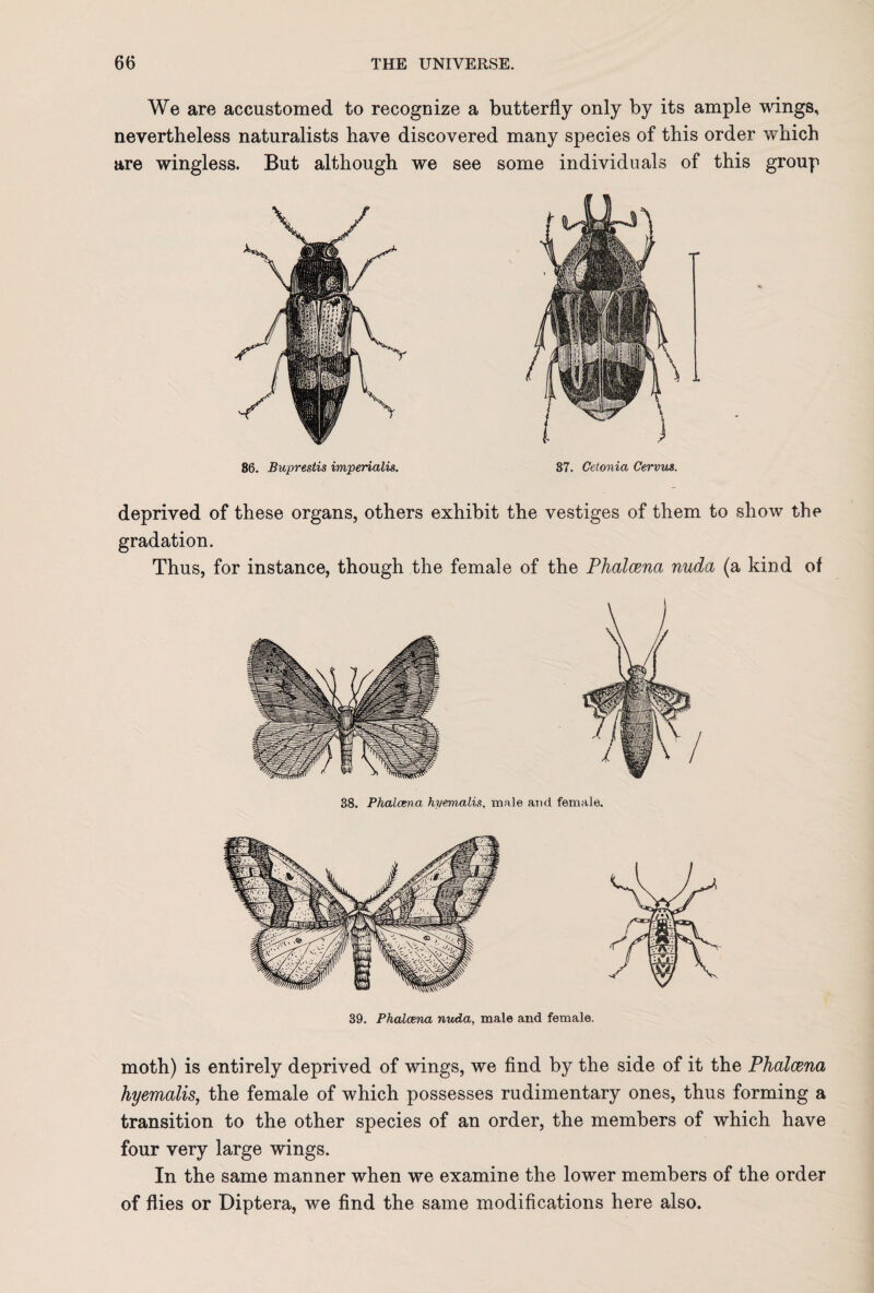 We are accustomed to recognize a butterfly only by its ample wings, nevertheless naturalists have discovered many species of this order which are wingless. But although we see some individuals of this group 86. Buprestis imperialis. 37. Cetonia Cervus. deprived of these organs, others exhibit the vestiges of them to show the gradation. Thus, for instance, though the female of the Phalcena nuda (a kind of 38. Phalcena hyemalis, male and female. 39. Phalcena nuda, male and female. moth) is entirely deprived of wings, we find by the side of it the Phalcena hyemalis, the female of which possesses rudimentary ones, thus forming a transition to the other species of an order, the members of which have four very large wings. In the same manner when we examine the lower members of the order of flies or Diptera, we find the same modifications here also.