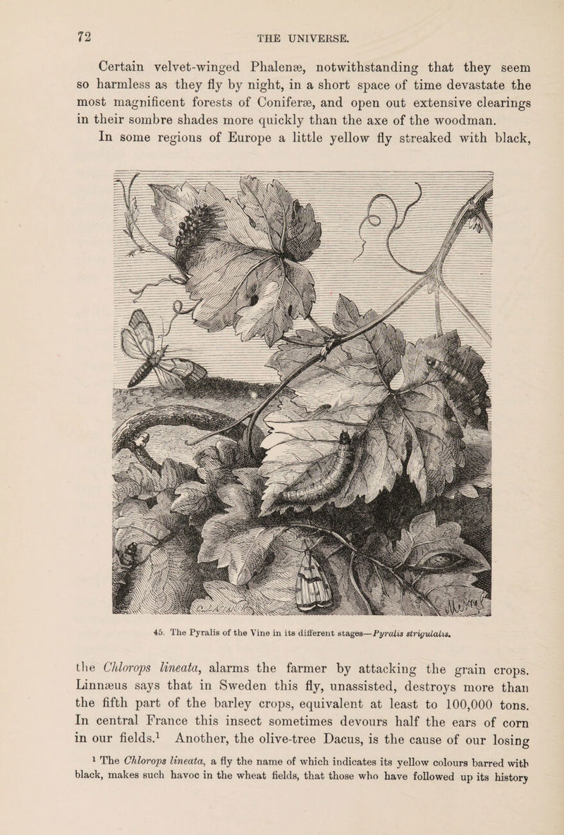Certain velvet-winged Phalense, notwithstanding that they seem so harmless as they fly by night, in a short space of time devastate the most magnificent forests of Coniferse, and open out extensive clearings in their sombre shades more quickly than the axe of the woodman. In some regions of Europe a little yellow fly streaked with black, 45. The Pyralis of the Vine in its different stages—Pyralis strigulalis. the CJilorops lineata, alarms the farmer by attacking the grain crops. Linnseus says that in Sweden this fly, unassisted, destroys more than the fifth part of the barley crops, equivalent at least to 100,000 tons. In central France this insect sometimes devours half the ears of corn in our fields.1 Another, the olive-tree Dacus, is the cause of our losing 1 The Chlorops lineata, a fly the name of which indicates its yellow colours barred with black, makes such havoc in the wheat fields, that those who have followed up its history