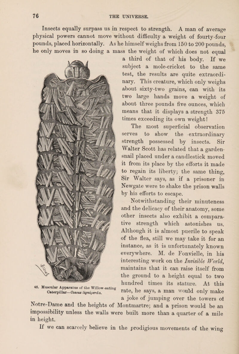 Insects equally surpass us in respect to strength. A man of average physical powers cannot move without difficulty a weight of fourty-four pounds, placed horizontally. As he himself weighs from 150 to 200 pounds, he only moves in so doing a mass the weight of which does not equal a third of that of his body. If we subject a mole-cricket to the same test, the results are quite extraordi¬ nary. This creature, which only weighs about sixty-two grains, can with its two large hands move a weight of about three pounds five ounces, which means that it displays a strength 375 times exceeding its own weight! The most superficial observation serves to show the extraordinary strength possessed by insects. Sir Walter Scott has related that a garden- snail placed under a candlestick moved it from its place by the efforts it made to regain its liberty; the same thing, Sir Walter says, as if a prisoner in Newgate were to shake the prison walls by his efforts to escape. Notwithstanding their minuteness and the delicacy of their anatomy, some other insects also exhibit a compara¬ tive strength which astonishes us. Although it is almost puerile to speak of the flea, still we may take it for an instance, as it is unfortunately known everywhere. M. de Fonvielle, in his interesting work on the Invisible World, maintains that it can raise itself from the ground to a height equal to two hundred times its stature. At this 48. Muscular Apparatus of the Willow-eating , , , Caterpillar— Cossus ligniperda. rate, he says, a man v ould only make a joke of jumping over the towers of Notre-Dame and the heights of Montmartre; and a prison would be an impossibility unless the walls were built more than a quarter of a mile in height. If we can scarcely believe in the prodigious movements of the wing